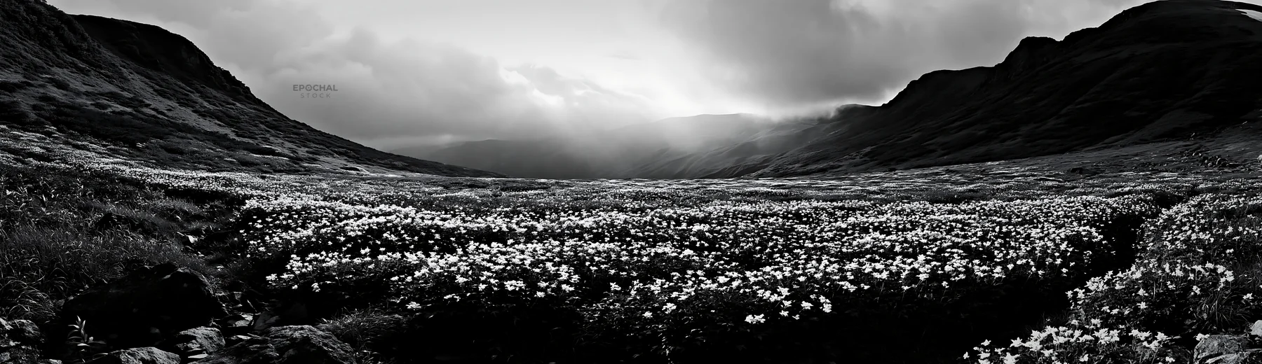 Black and white toyama alpine meadow snowmelt rock foreground with flowers - AI-generated stock image