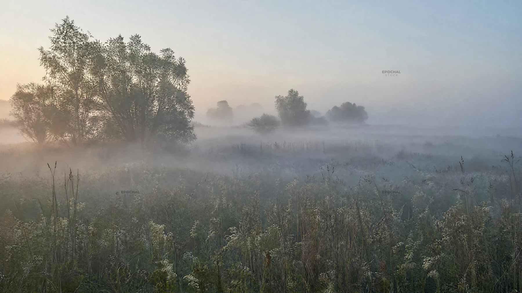 Rewilding meadow with mist and trees in morning light - AI-generated stock image