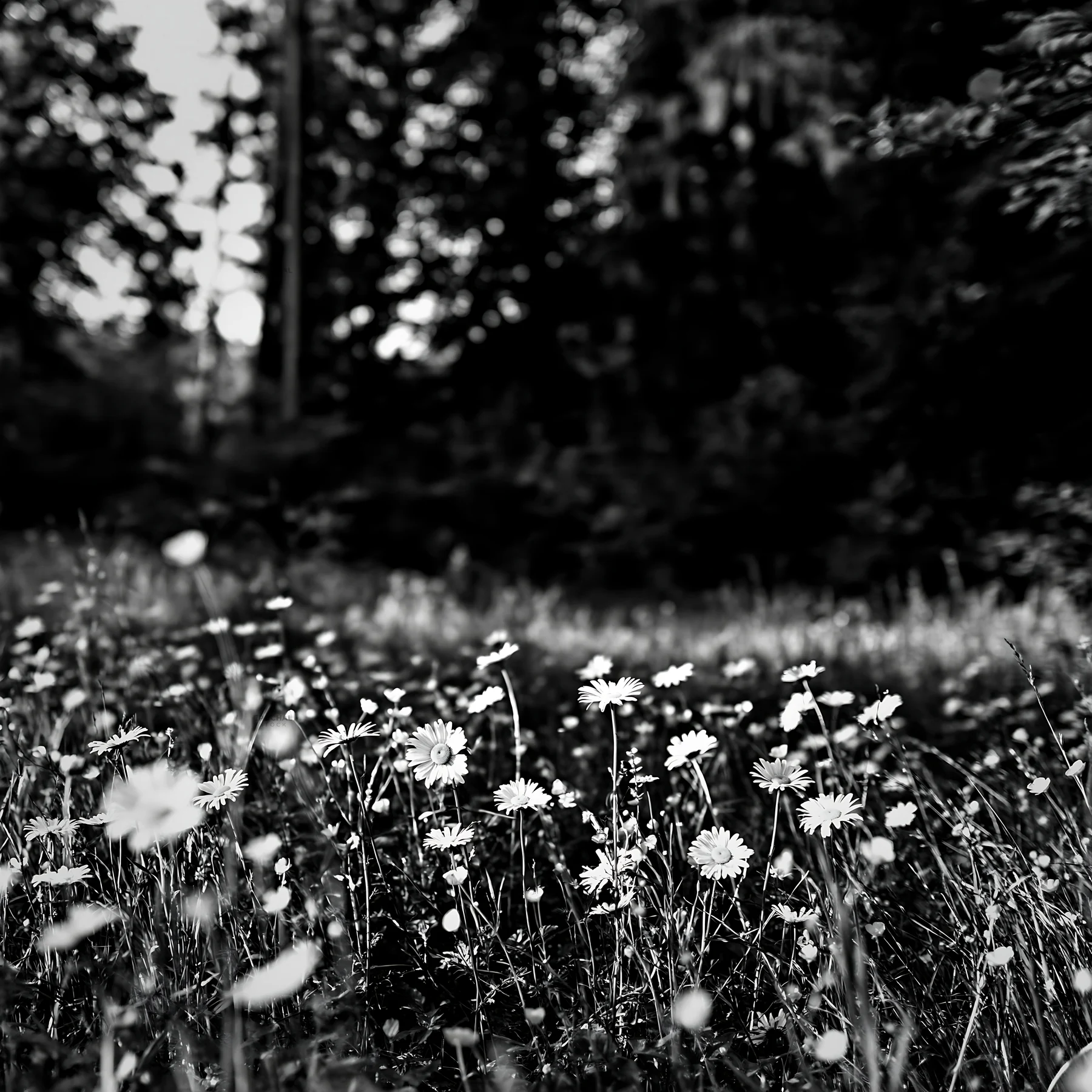 Flower meadow in a forest opening with dark trees in the background - AI-generated stock image