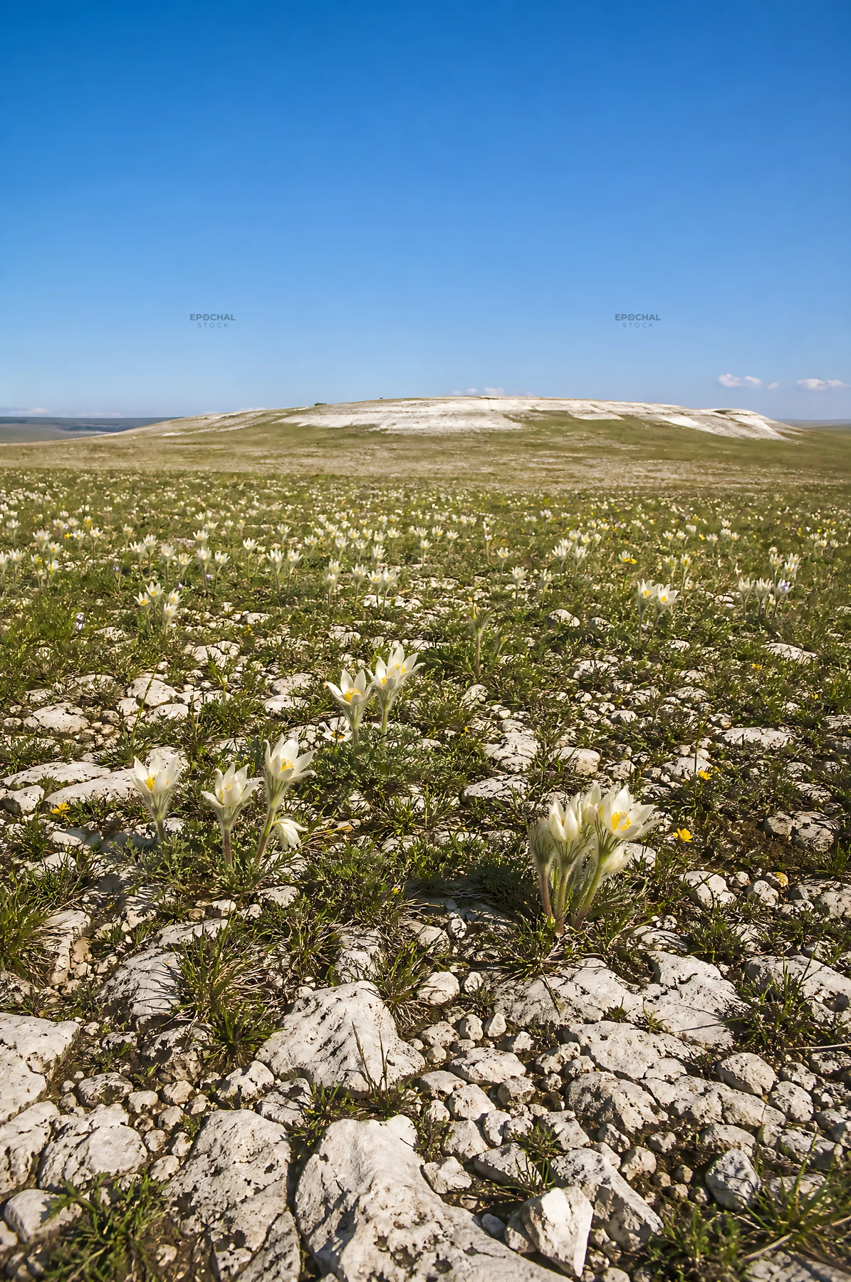 Sunny limestone meadow with wildflowers under clear blue sky - AI-generated stock image