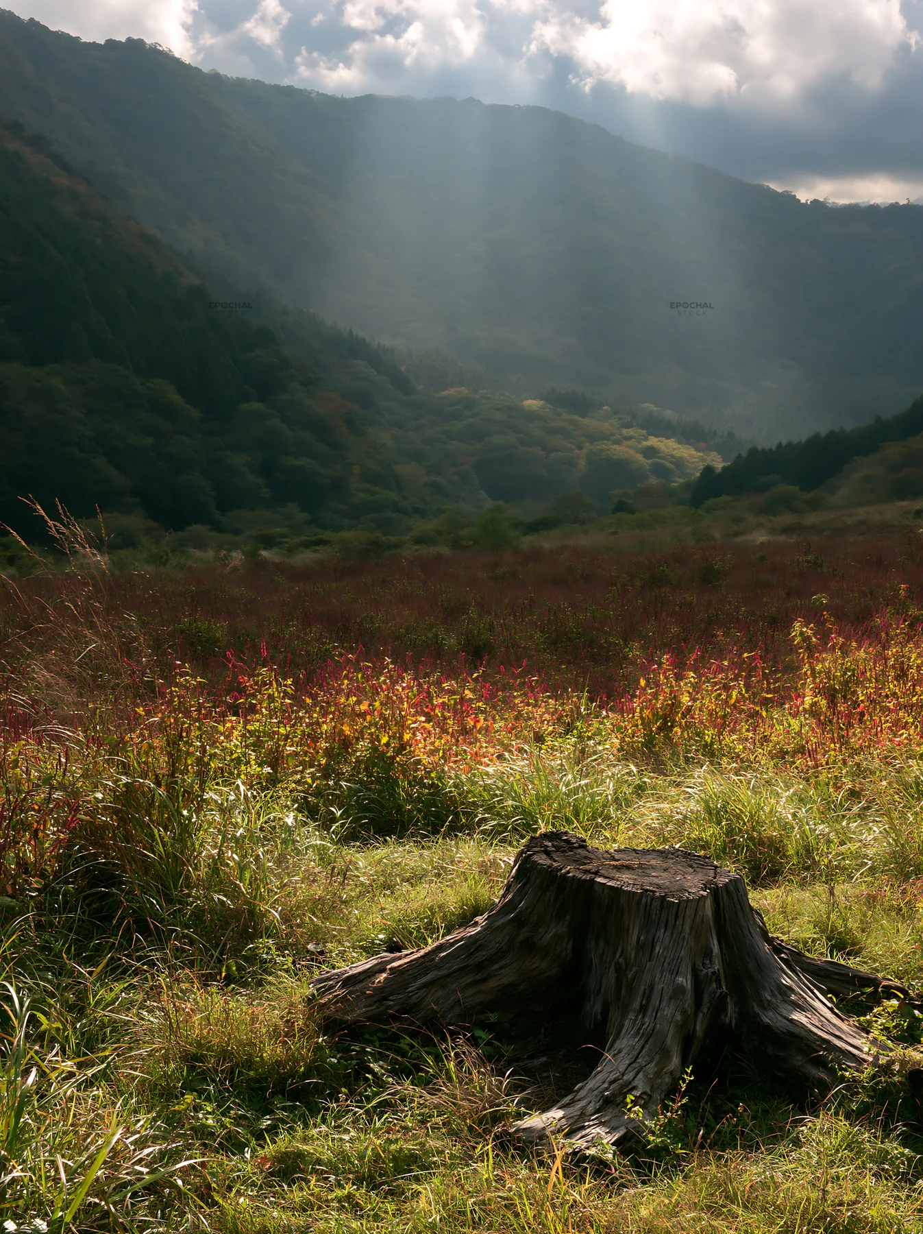Wakayama autumn meadow with weathered wood stump in foreground - AI-generated stock image