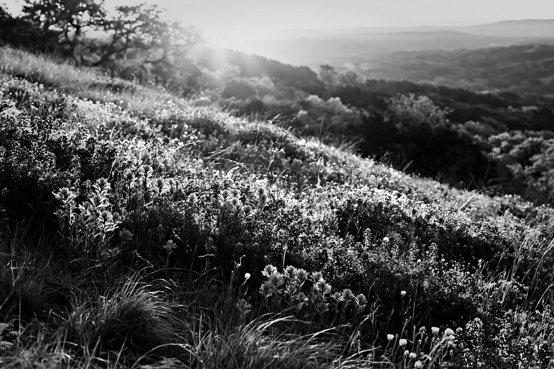 Bluebonnet meadow with sunrise in black and white - AI-generated stock image