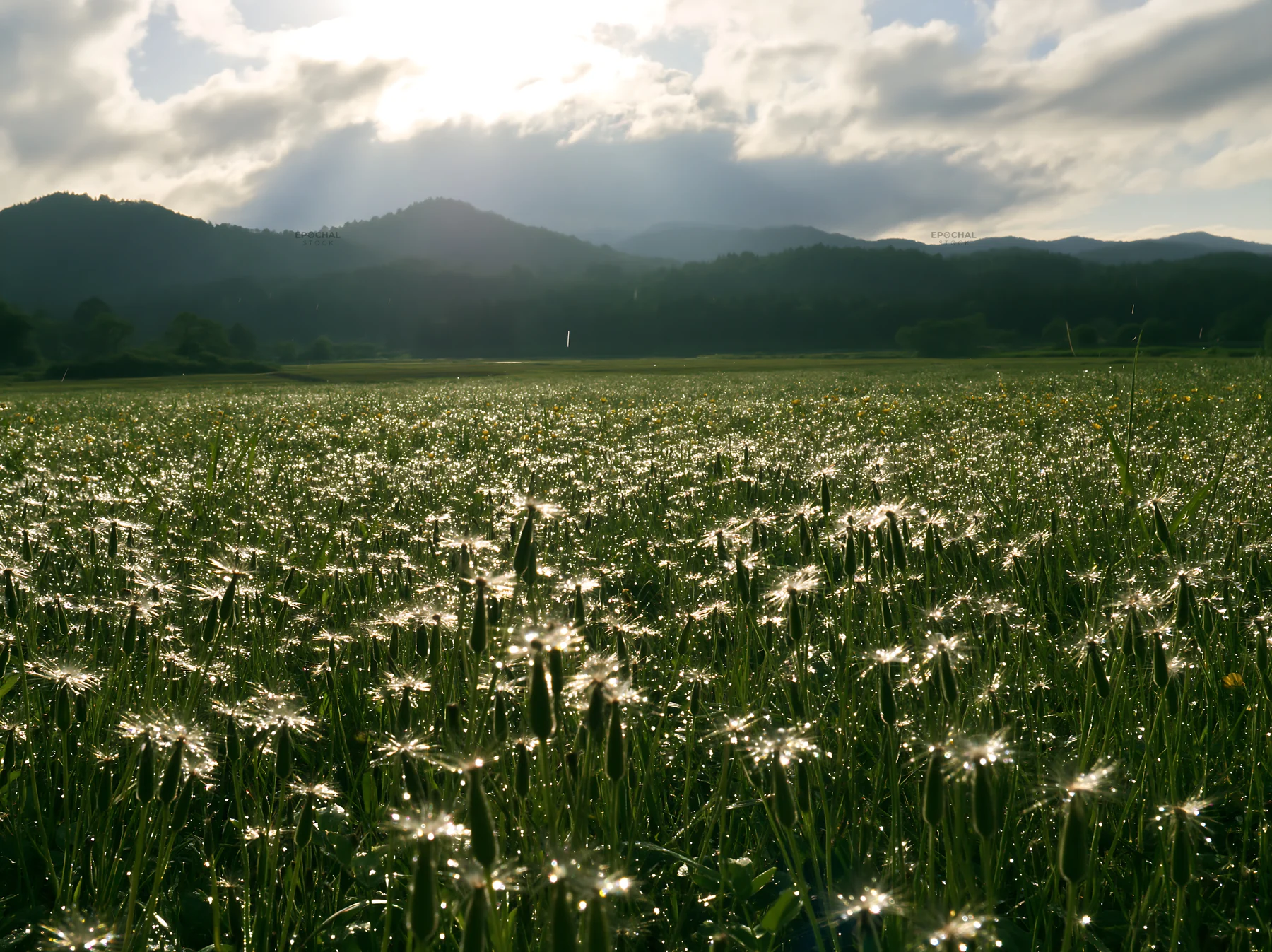 Iwate rain refreshed meadow seedhead foreground - AI-generated stock image
