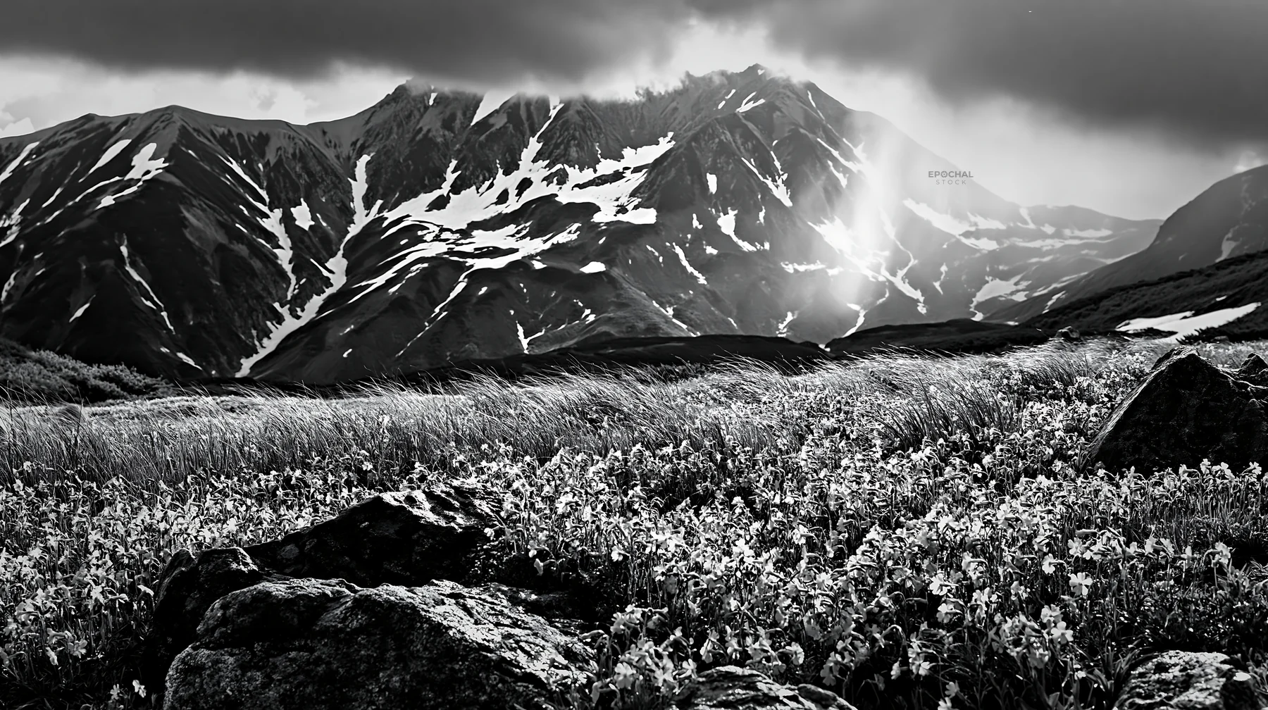 Black and white toyama alpine meadow snowmelt rock foreground with flowers - AI-generated stock image