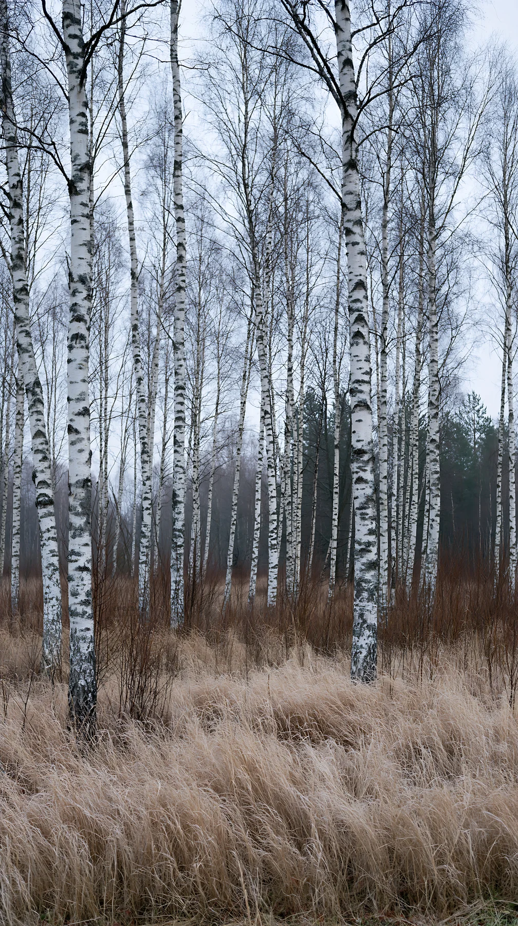 Birch trees in a meadow during foggy weather - AI-generated stock image