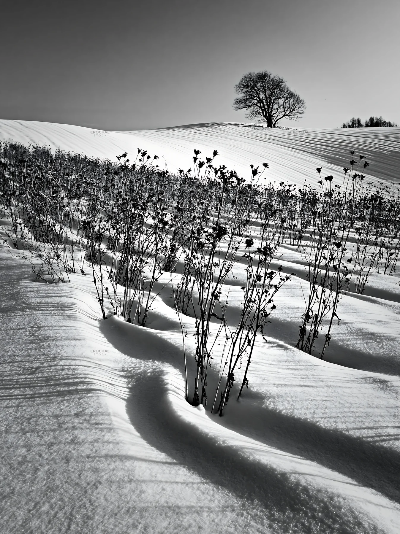 Black and white snow covered Biei hills meadow landscape with bare plants - AI-generated stock image