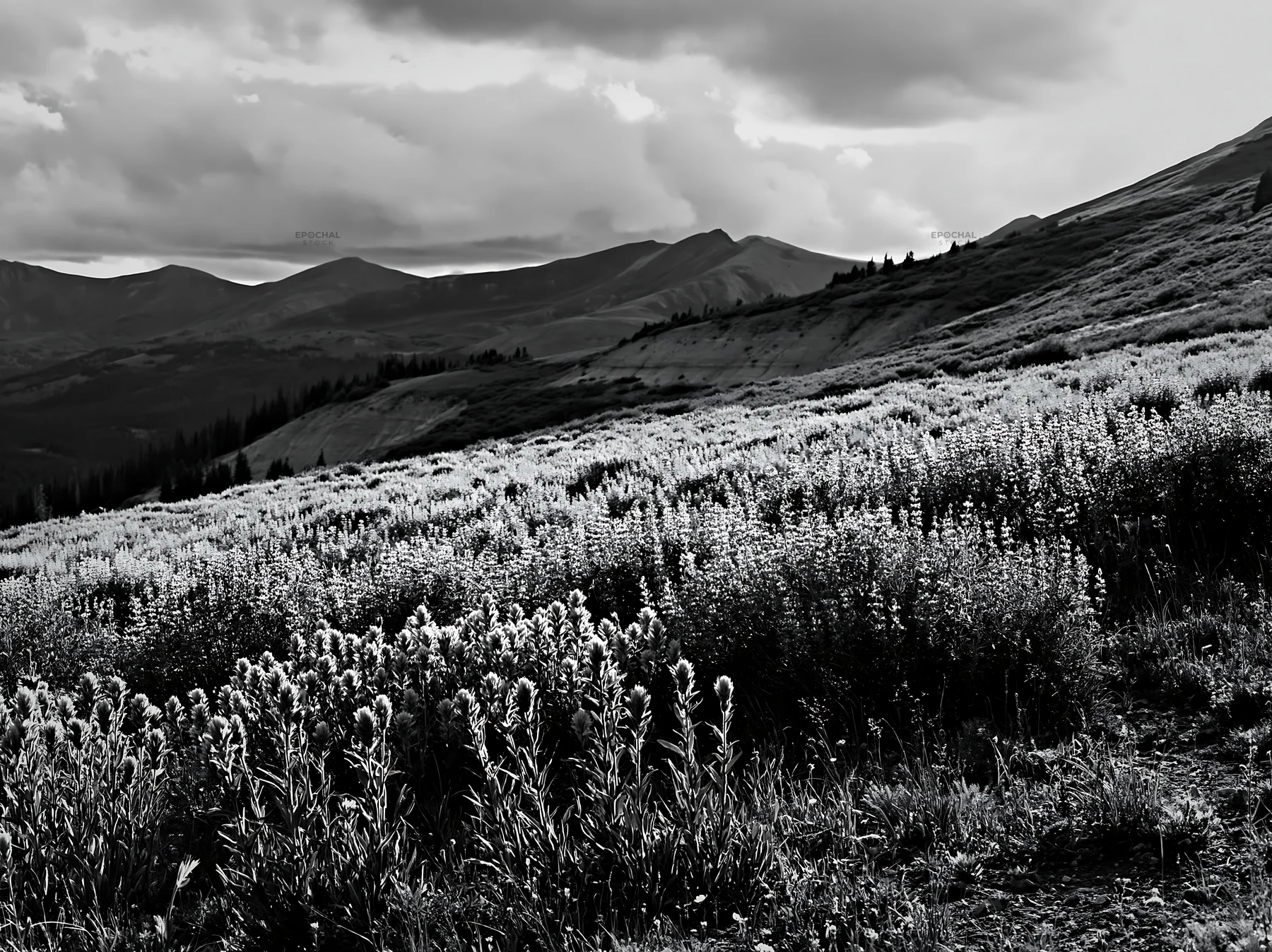 Paintbrush lupine meadow in black and white scenery - AI-generated stock image