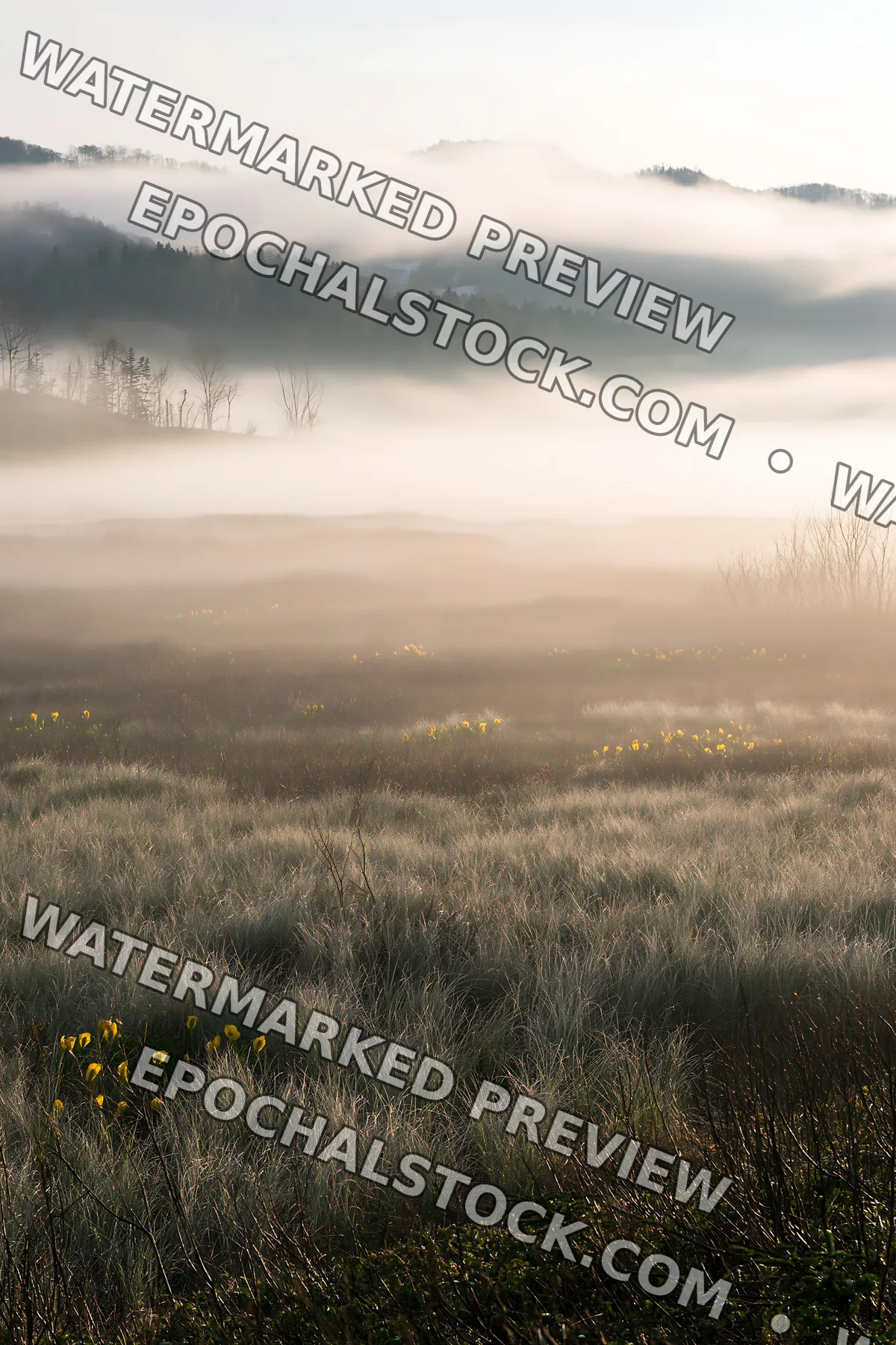 Akita snowmelt meadow with silver grasses in misty morning light - AI-generated stock image