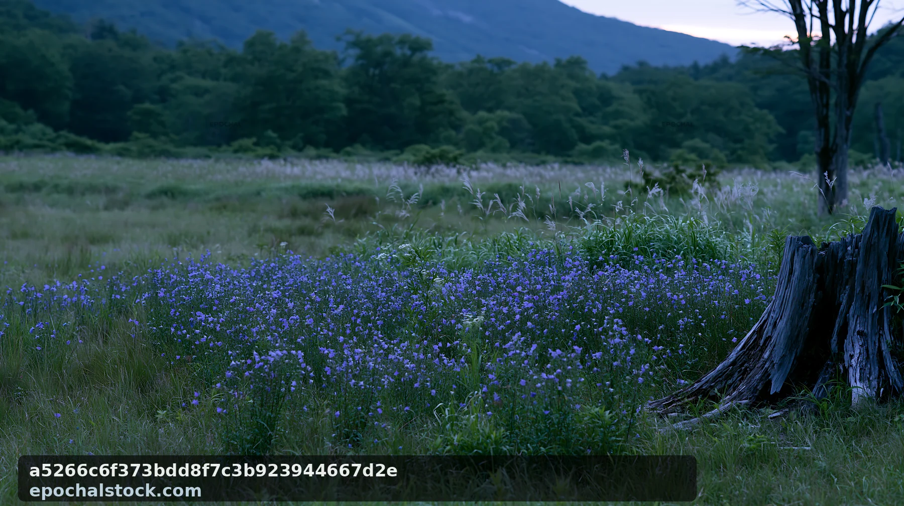 Fukushima native meadow with weathered stump and wildflowers - AI-generated stock image