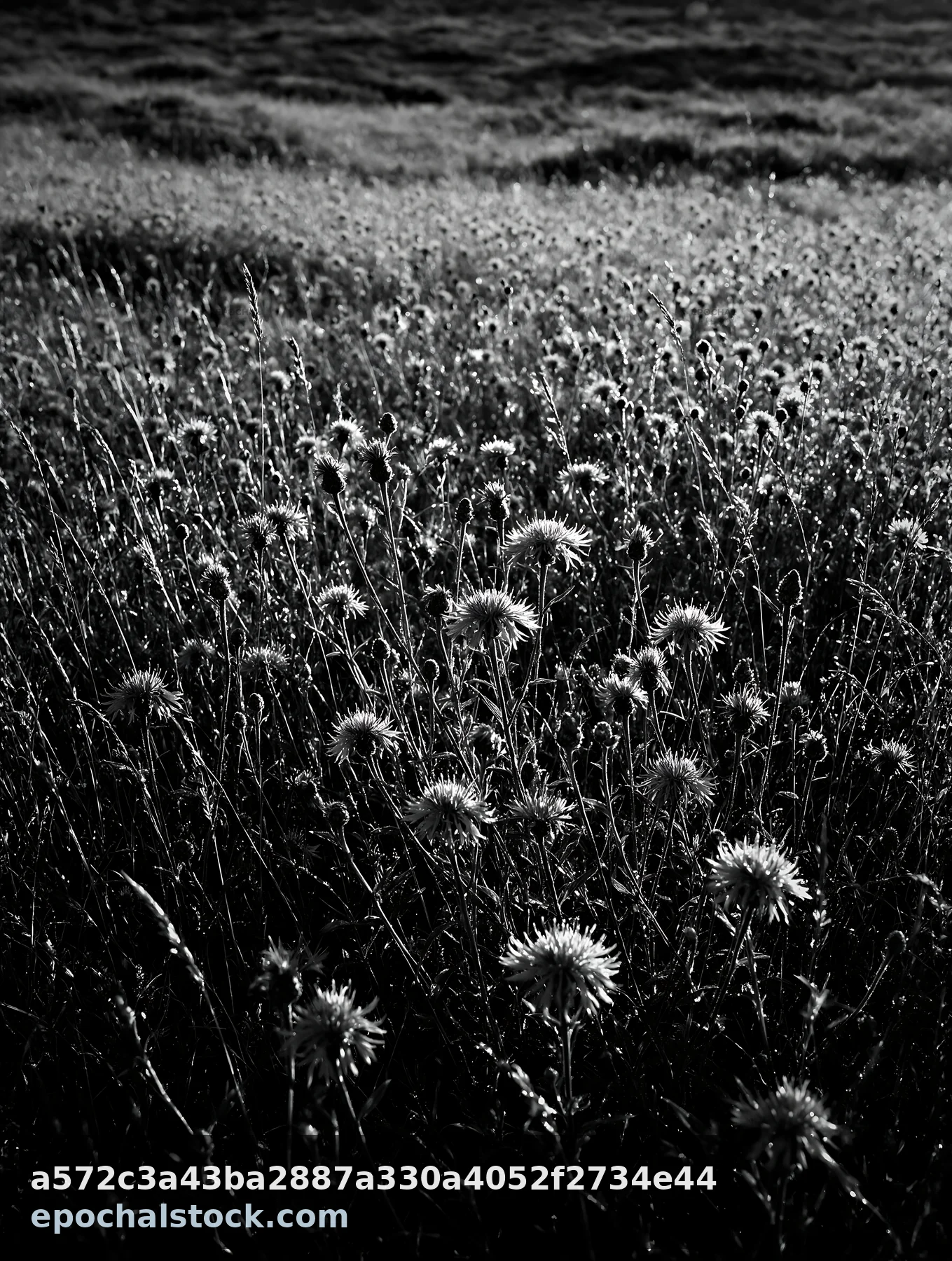 Black and white dewy meadow with purple flowers in bright morning light - AI-generated stock image