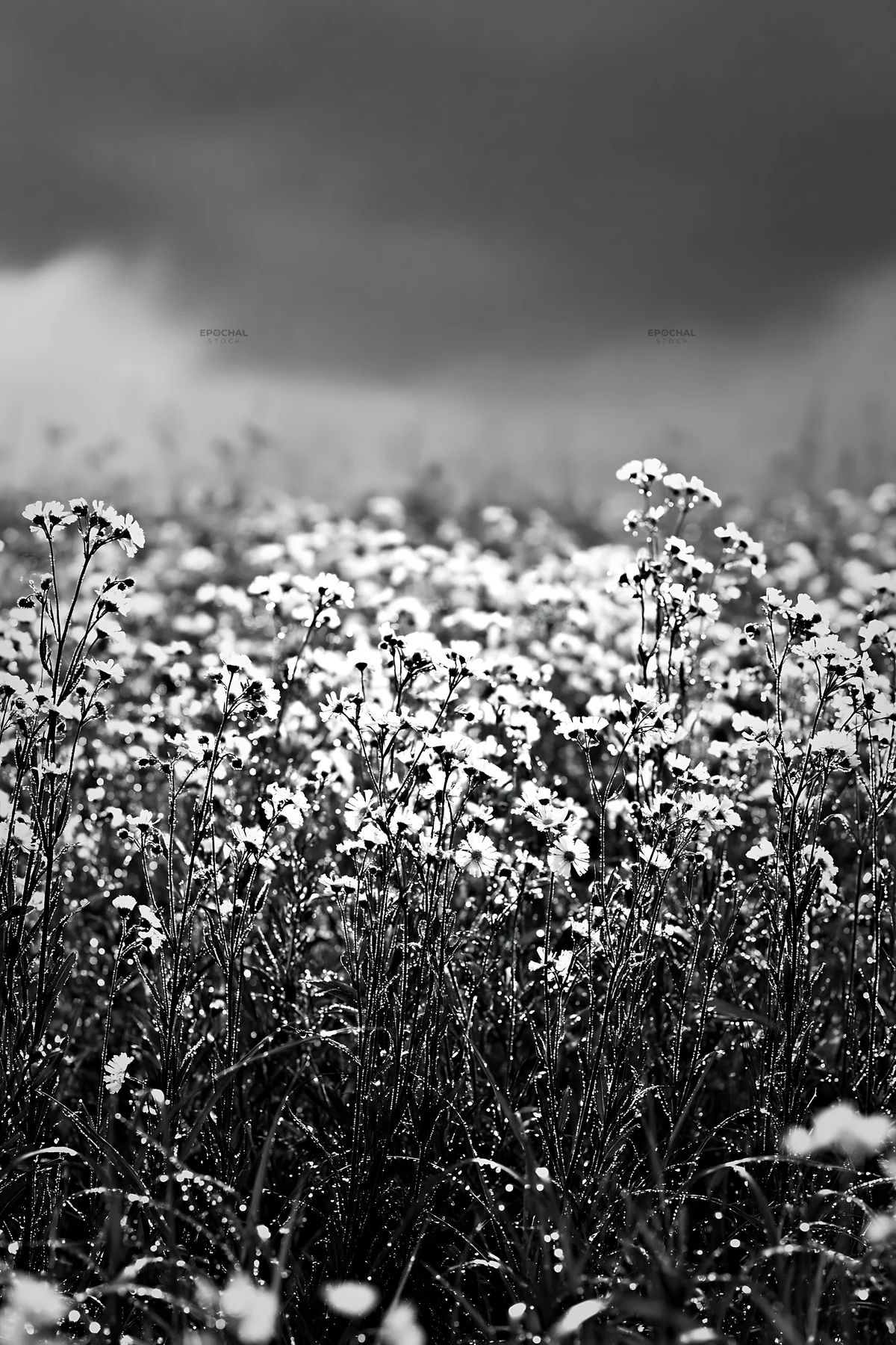 Black and white niigata floodplain restoration meadow dew foreground - AI-generated stock image