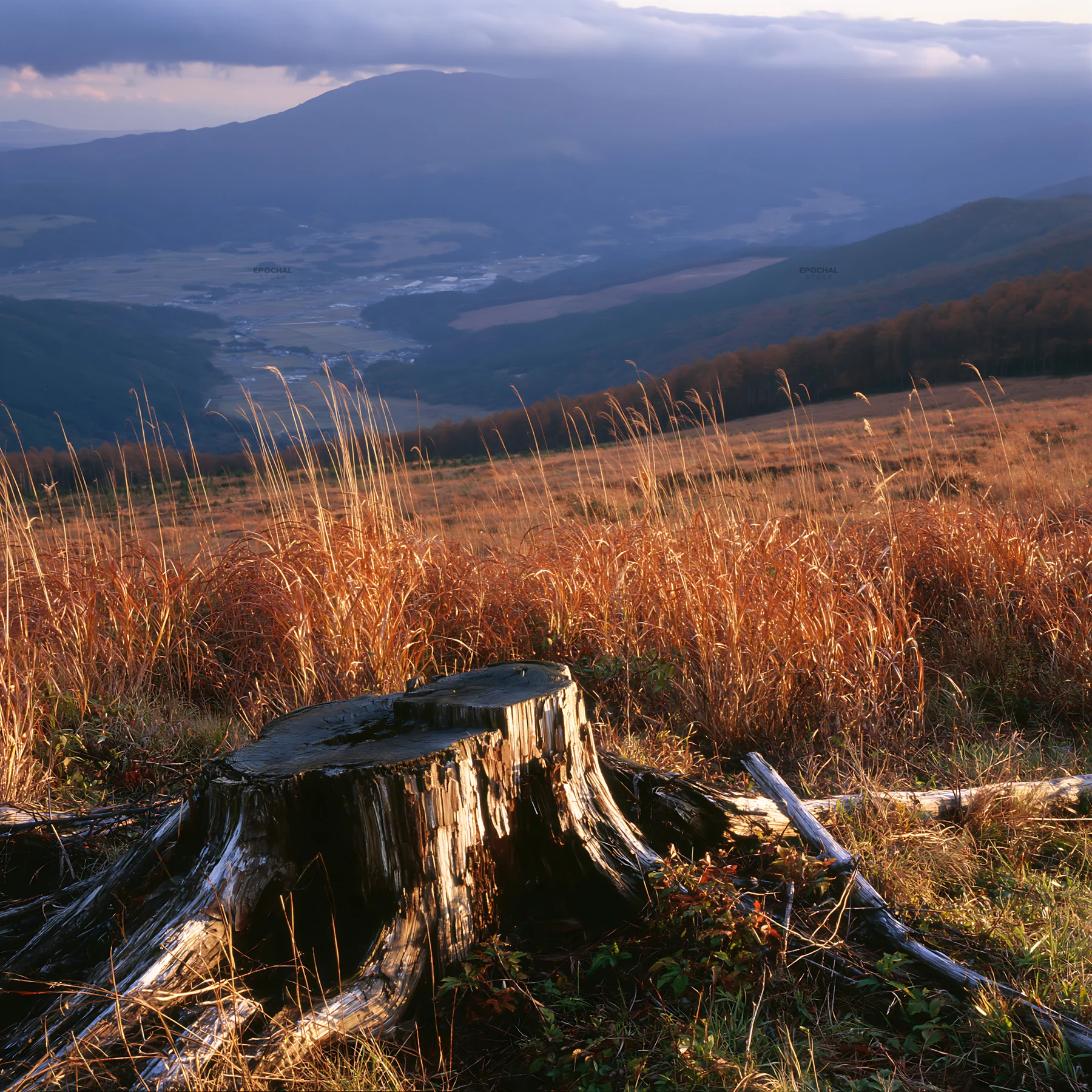 Wakayama autumn meadow with weathered wood stump in foreground - AI-generated stock image