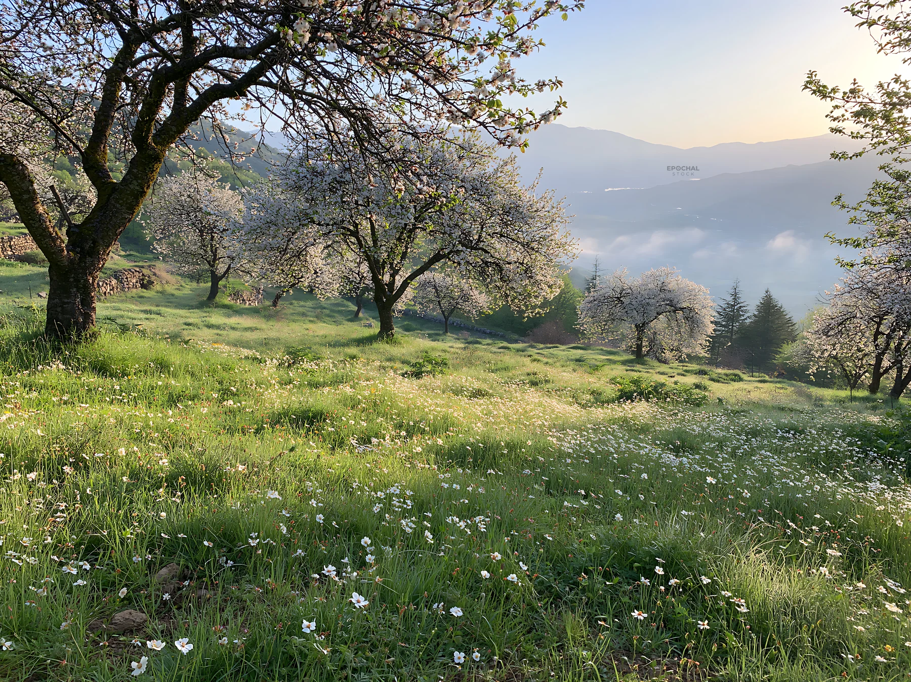 Spring orchard meadow with trees and flowers in morning light - AI-generated stock image