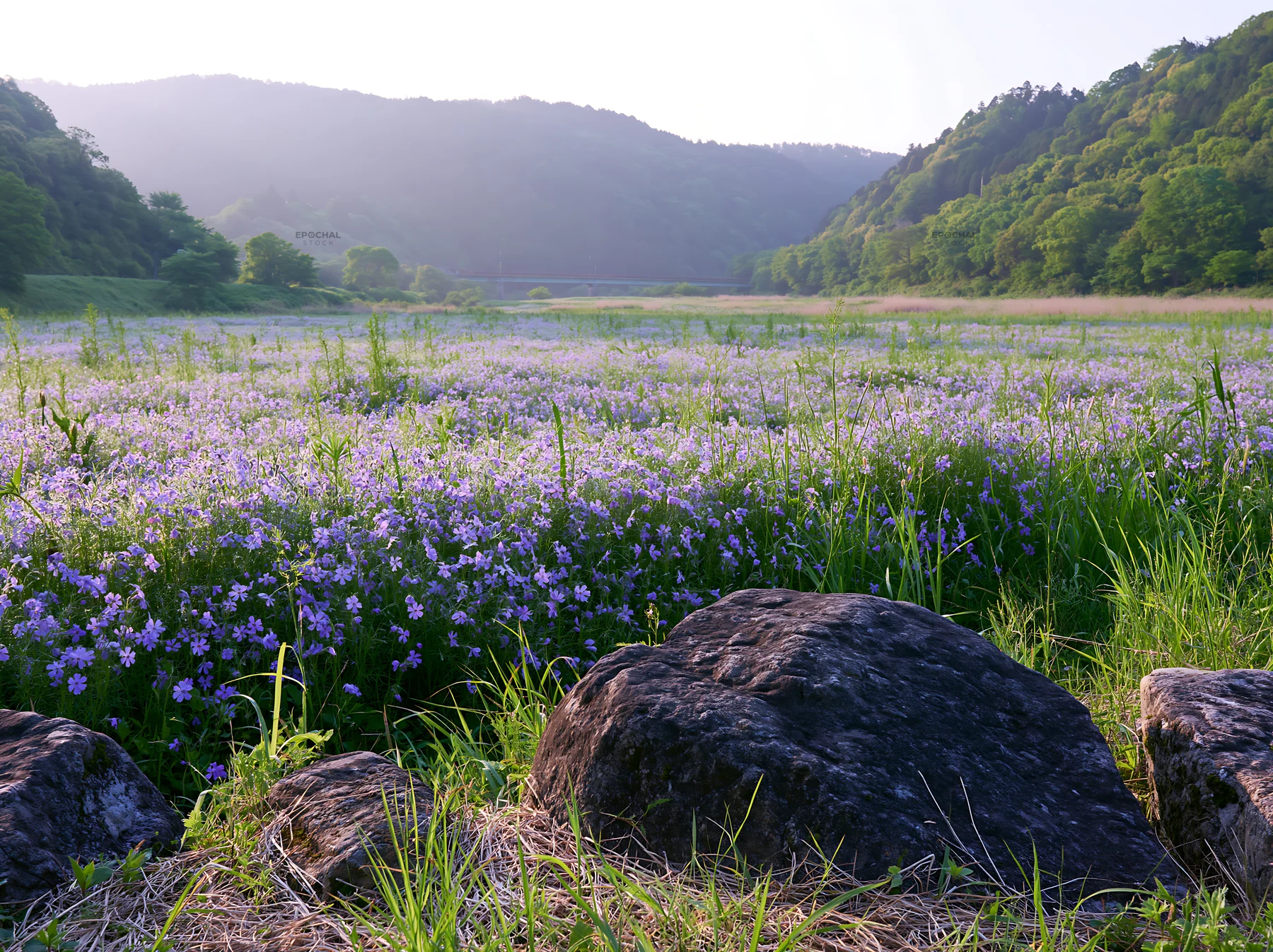 Kyoto spring wildflower meadow stone foreground - AI-generated stock image