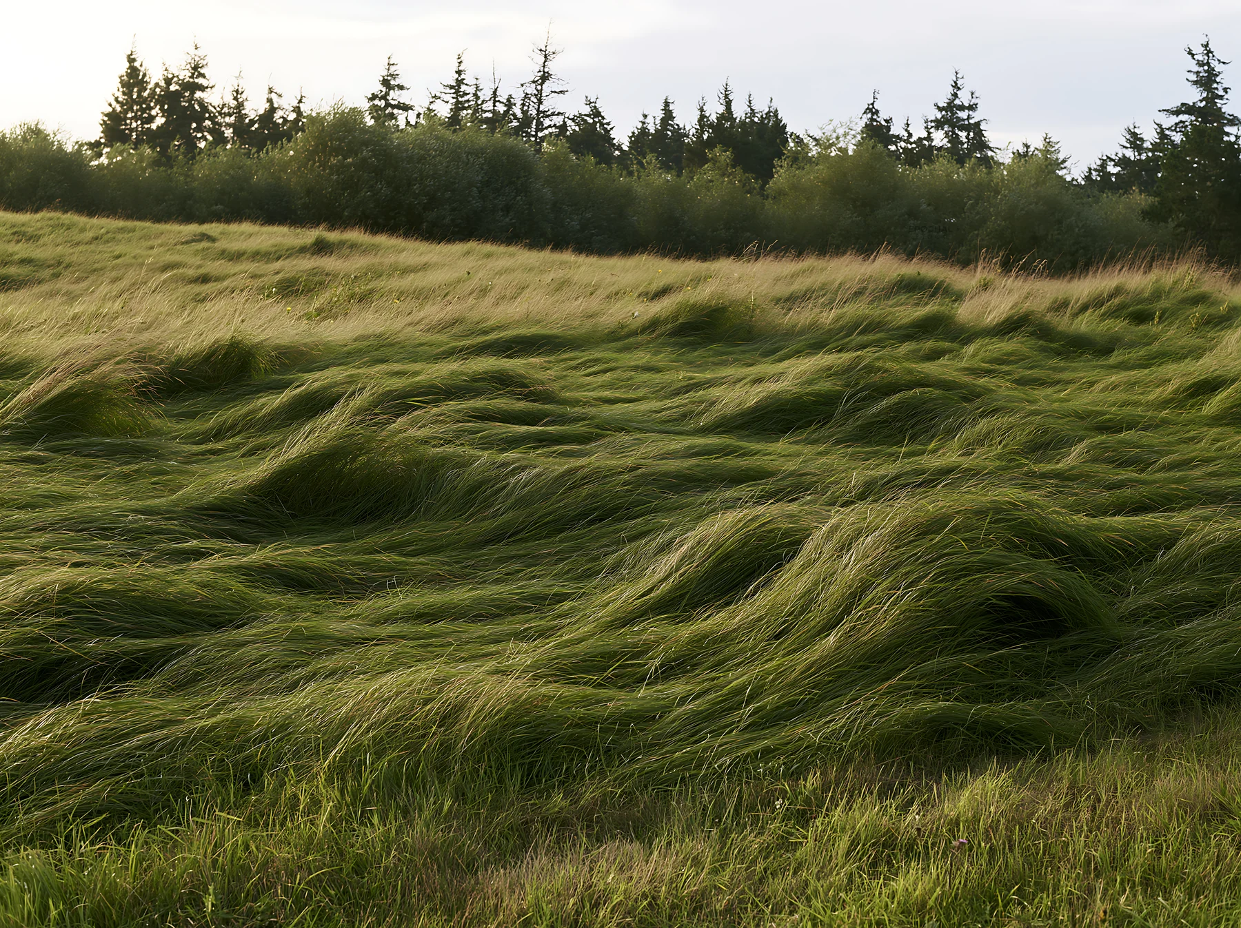 Tall grass meadow with rolling waves, under cloudy sky - AI-generated stock image