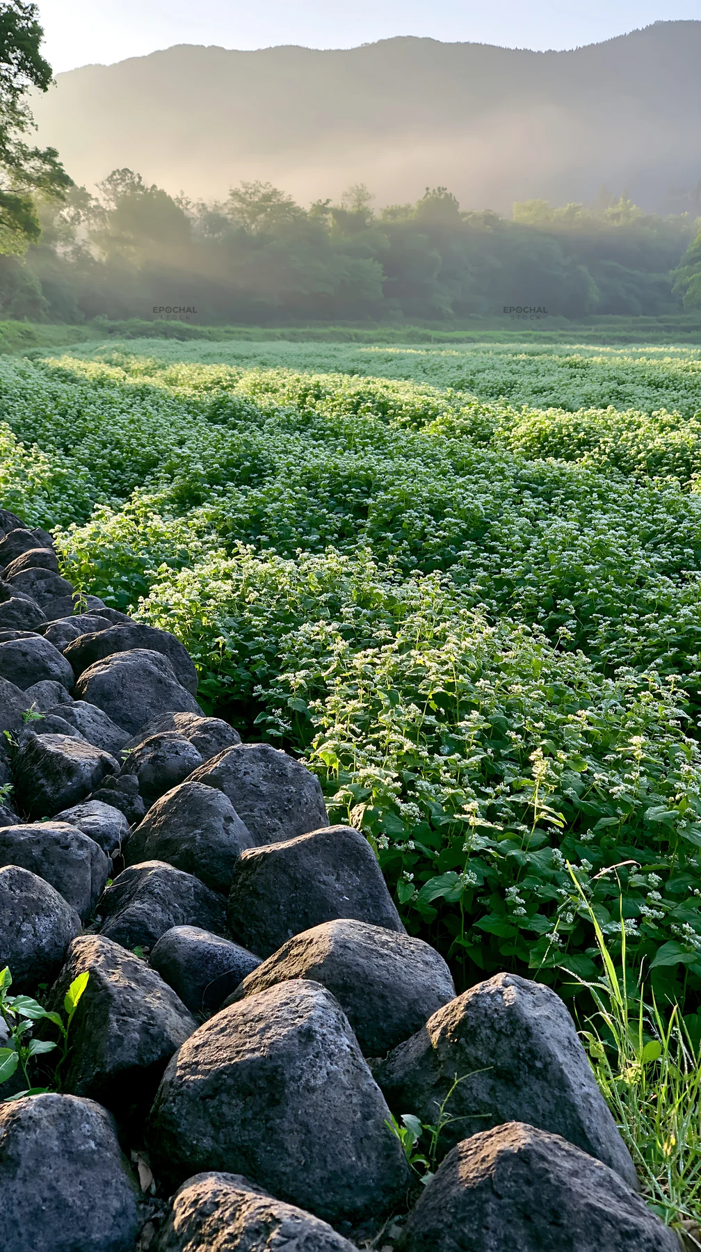 Kanagawa meadow with volcanic stones and resilient plants - AI-generated stock image