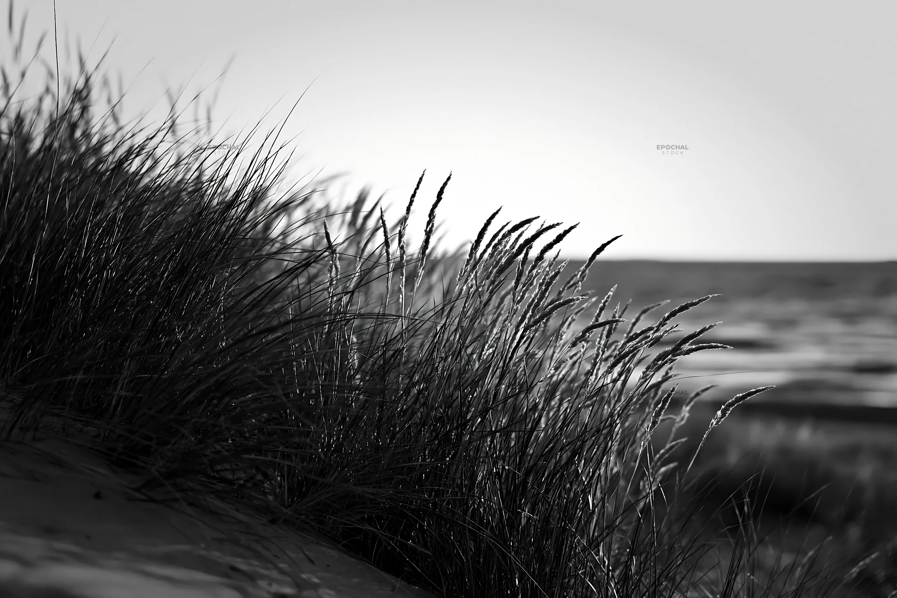 Meadow seedheads backlit at dusk in black and white - AI-generated stock image