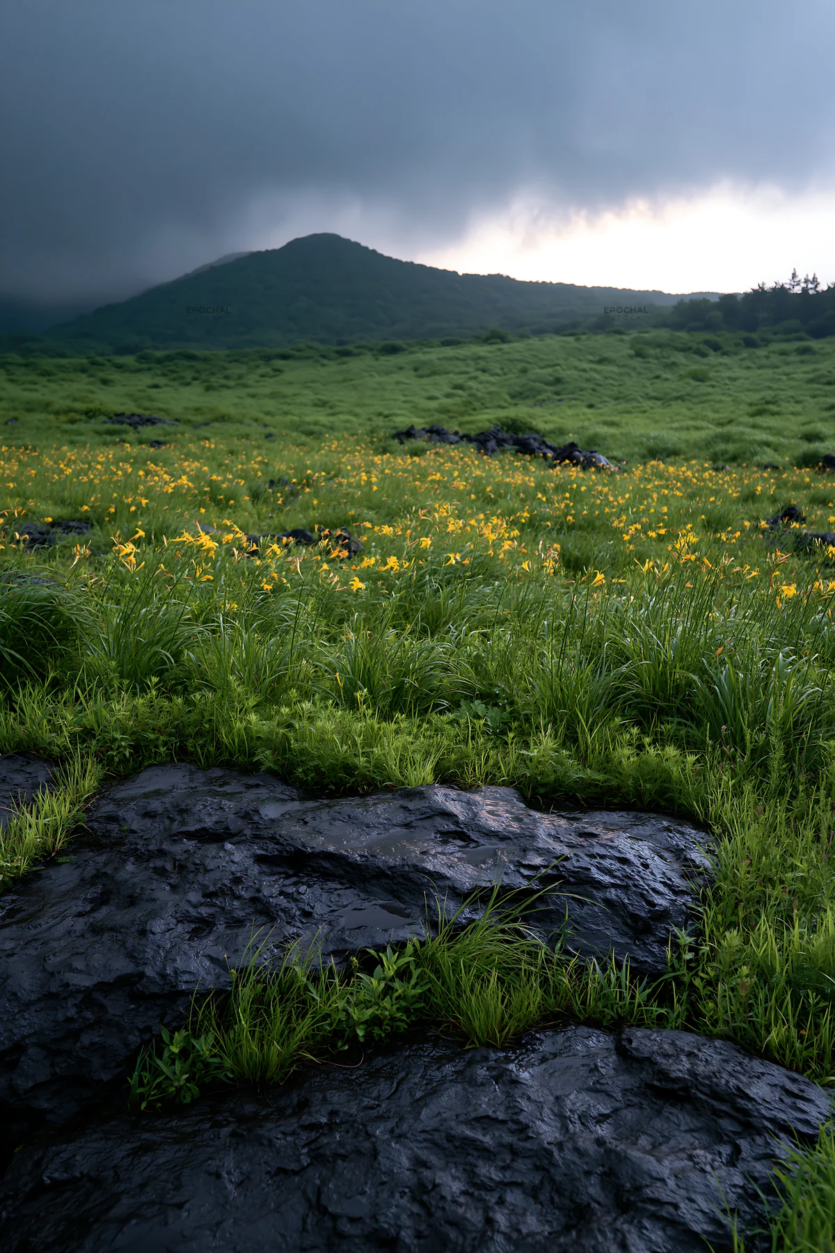Yamanashi regenerative meadow with basalt stones under cloudy sky - AI-generated stock image