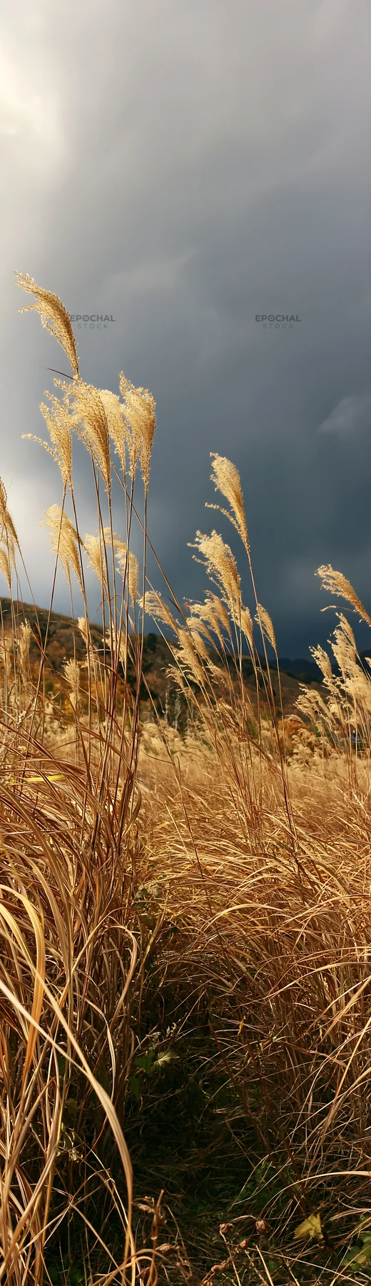 Hokkaido silver grass meadow with dark clouds overhead - AI-generated stock image