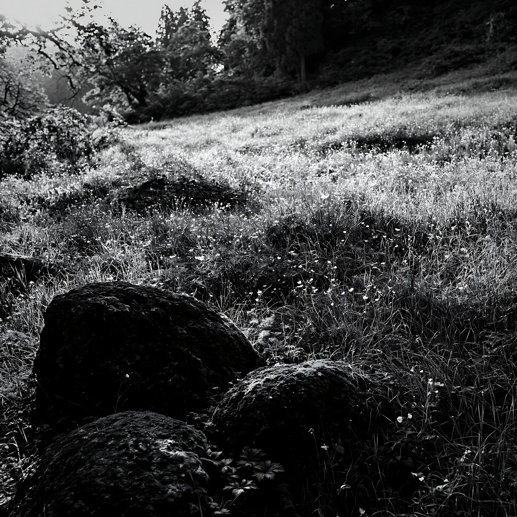 Black and white miyagi spring recovery meadow mossy stone in lush grass - AI-generated stock image
