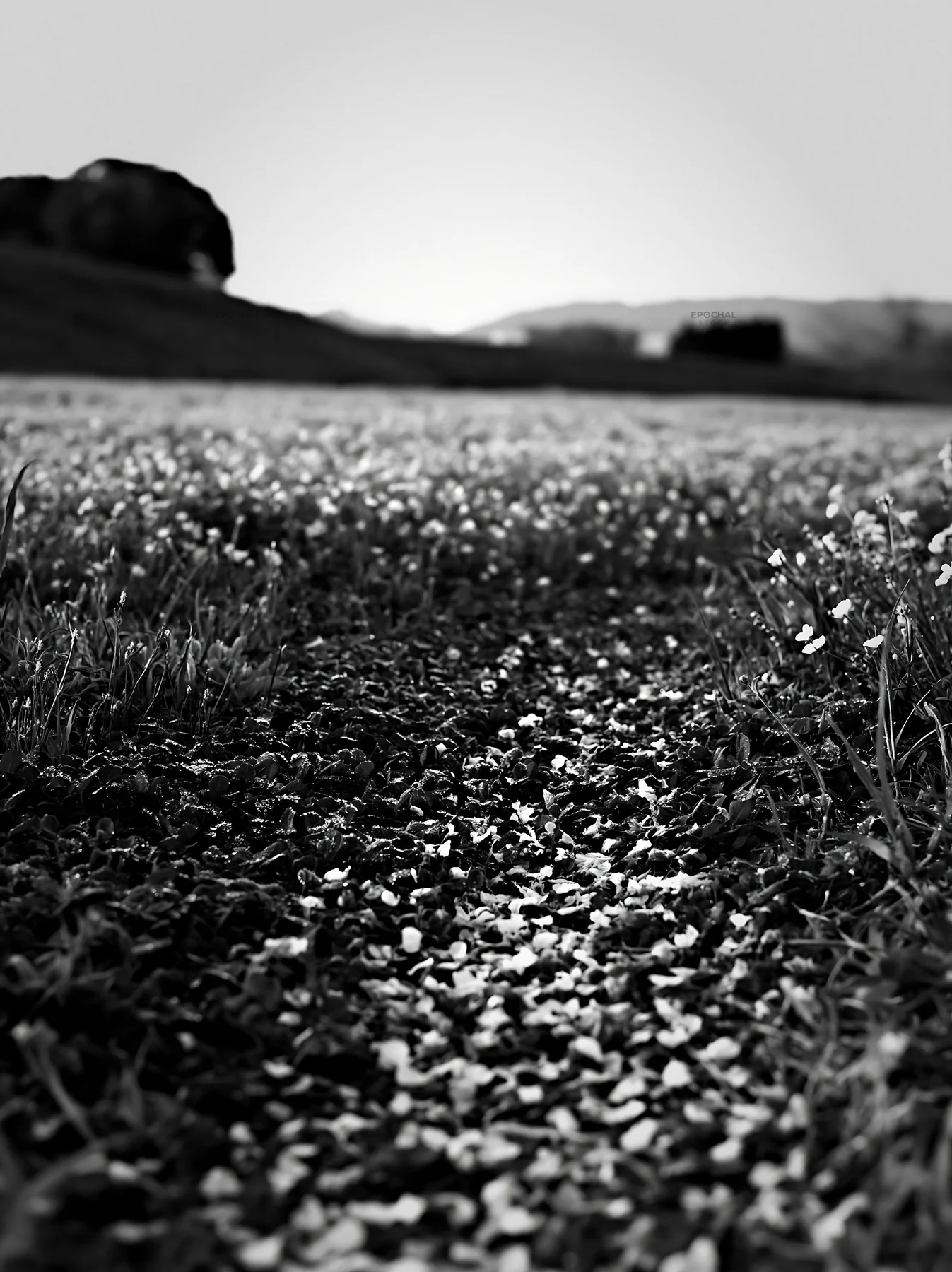 Fallen blossoms in a Fukuoka spring meadow - AI-generated stock image