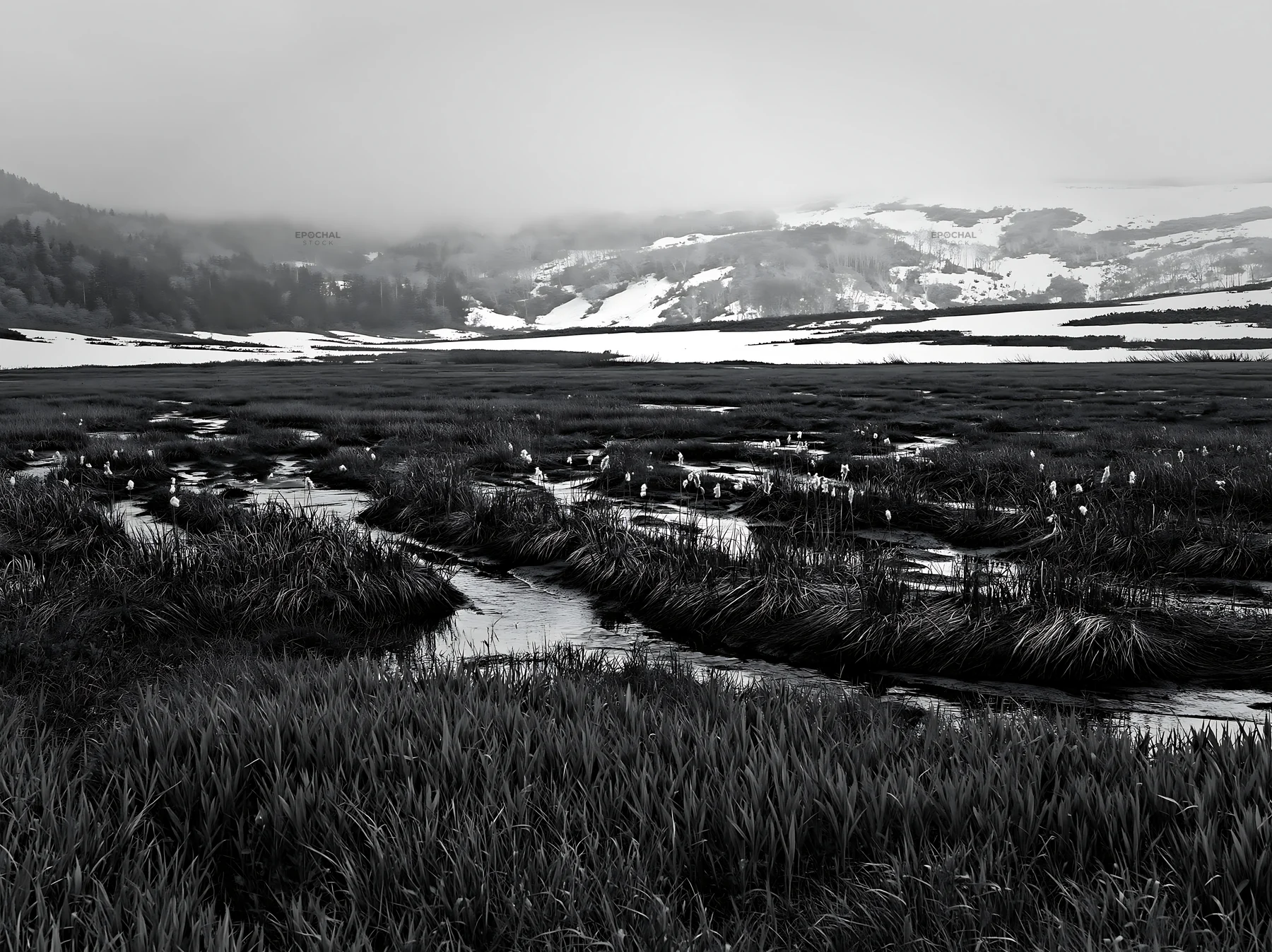 Black and white akita snowmelt meadow with silver grasses in a green landscape - AI-generated stock image