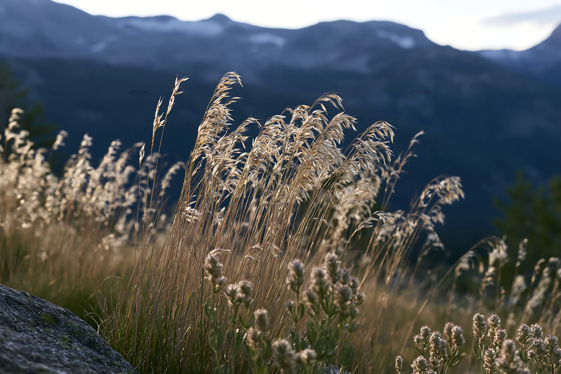 Seedhead meadow with sunlight on grass in a natural landscape - AI-generated stock image