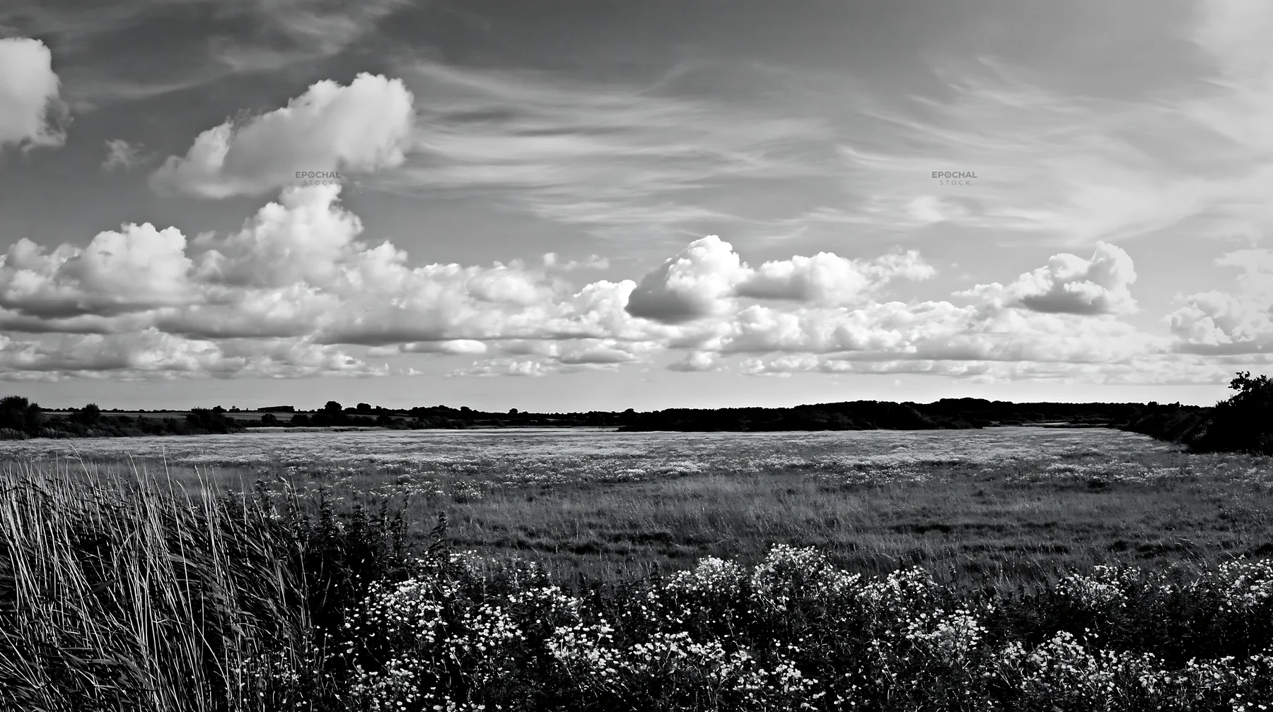 Saga floodplain meadow with reeds and clouds in the sky - AI-generated stock image