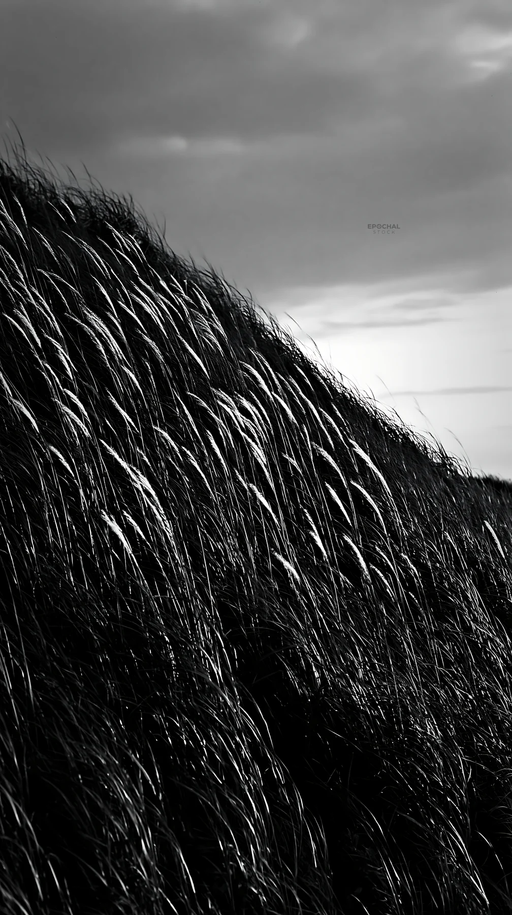 Black and white tottori windy meadow with dune grasses swaying in the breeze - AI-generated stock image