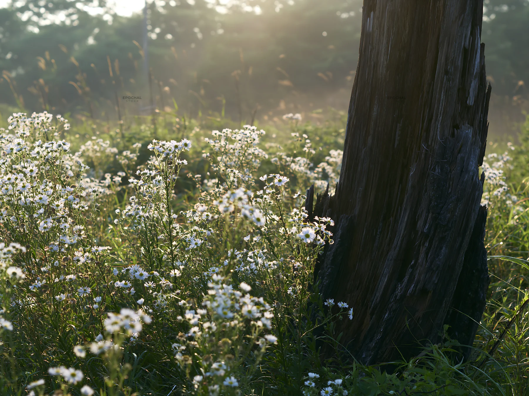 Fukushima native meadow with weathered stump - AI-generated stock image