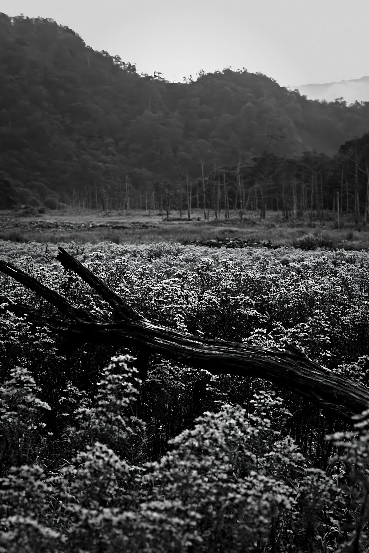 Yamagata rewilded meadow with fallen branch in foreground - AI-generated stock image