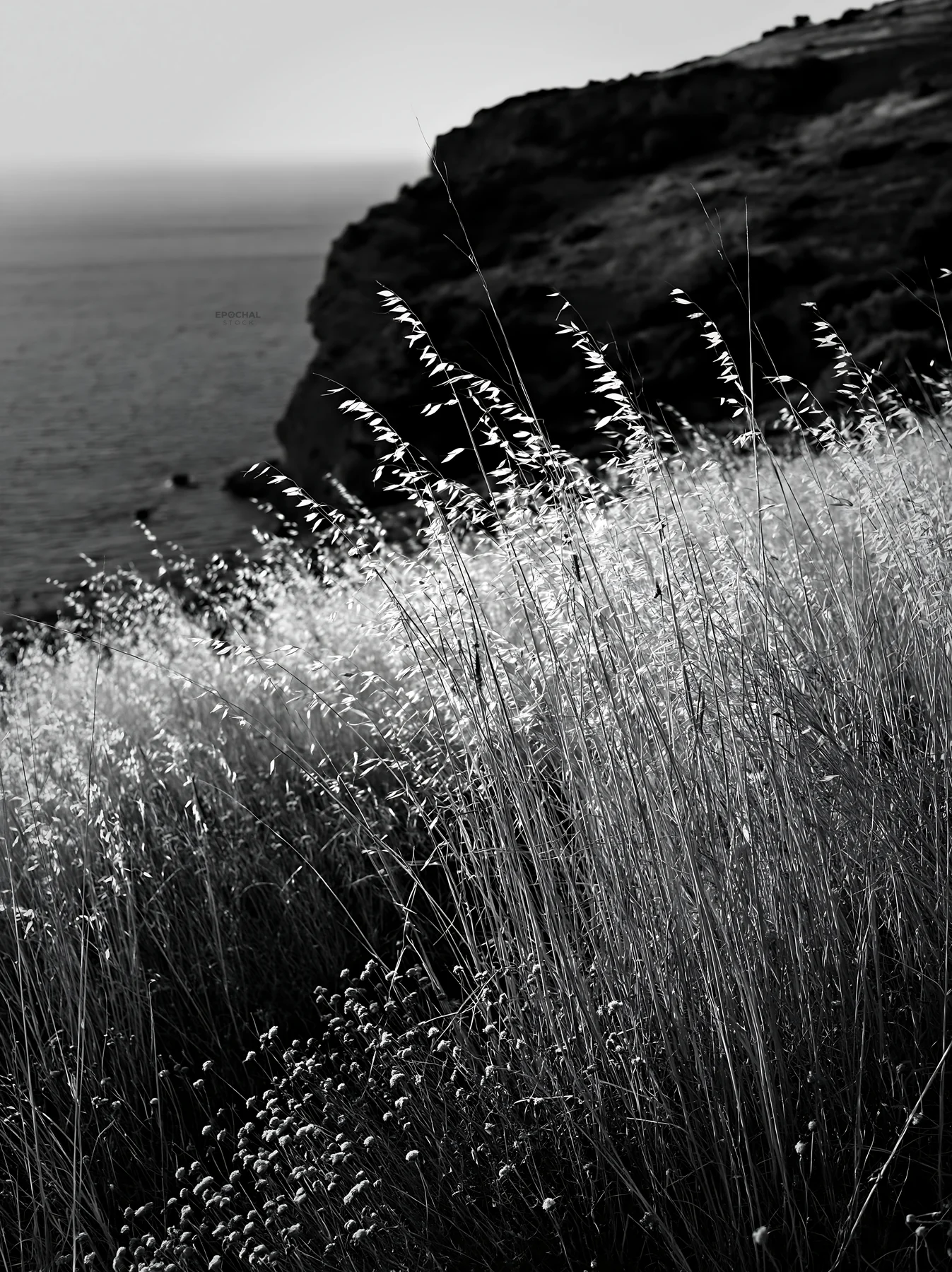 Meadow with seedheads overlooking the ocean at sunset - AI-generated stock image