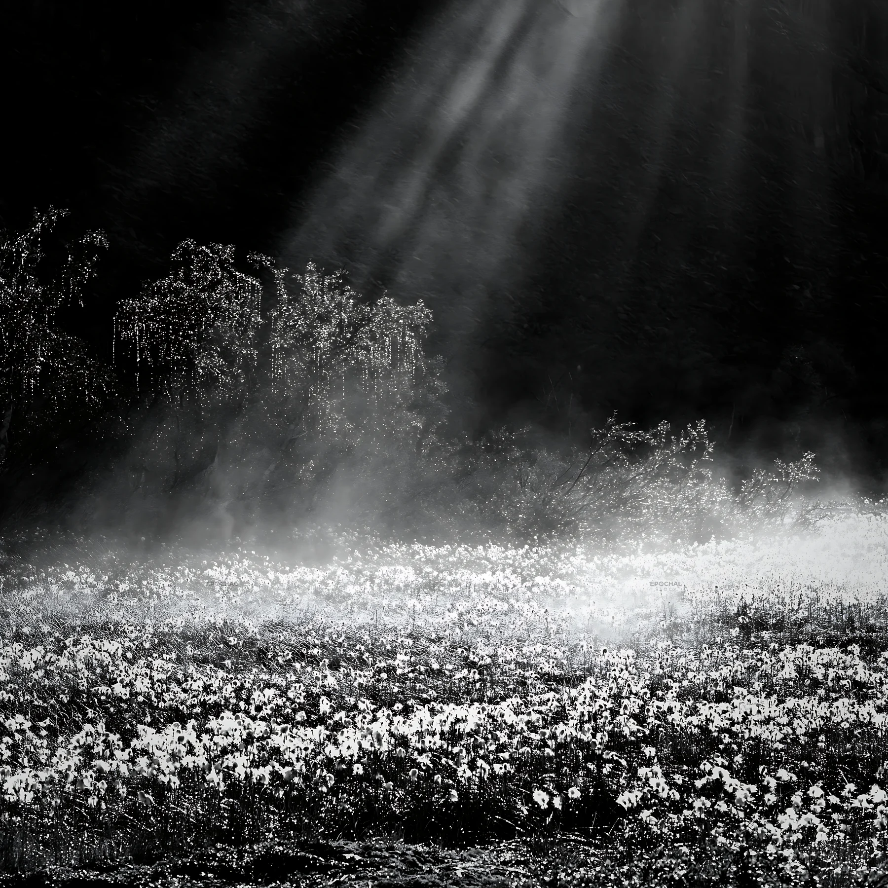 Black and white jotunheimen valley meadow sunbeams highlight natural beauty - AI-generated stock image