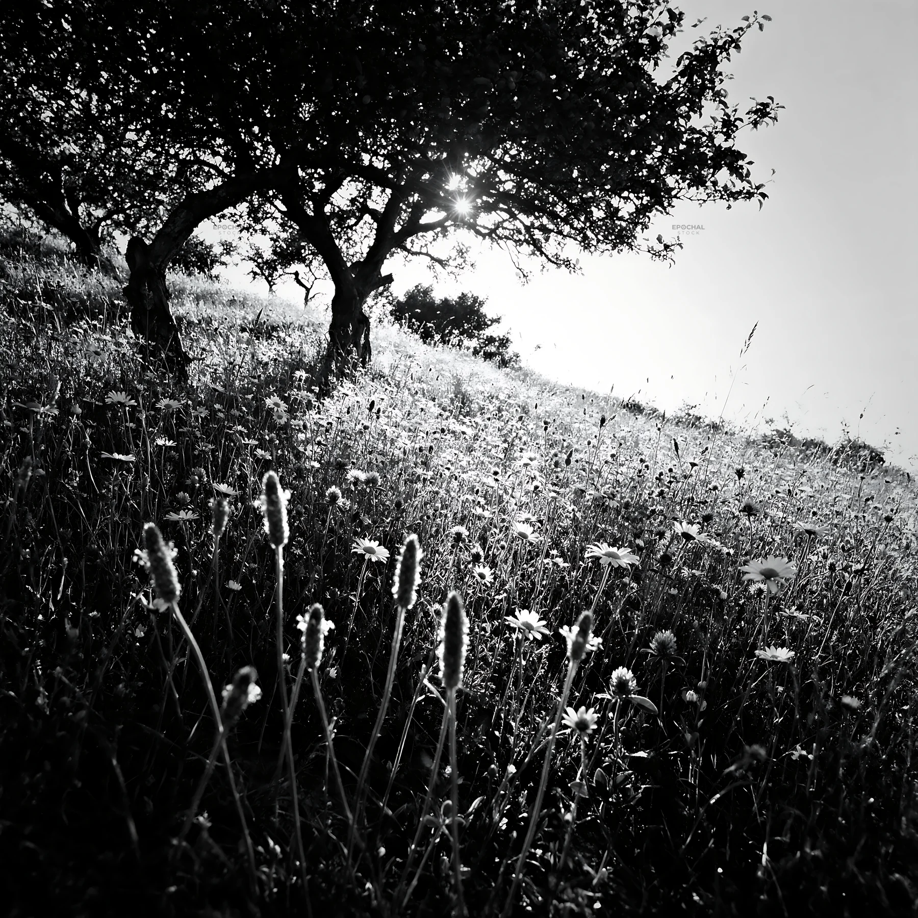 Black and white hillside apple meadow with flowers and sun in the background - AI-generated stock image