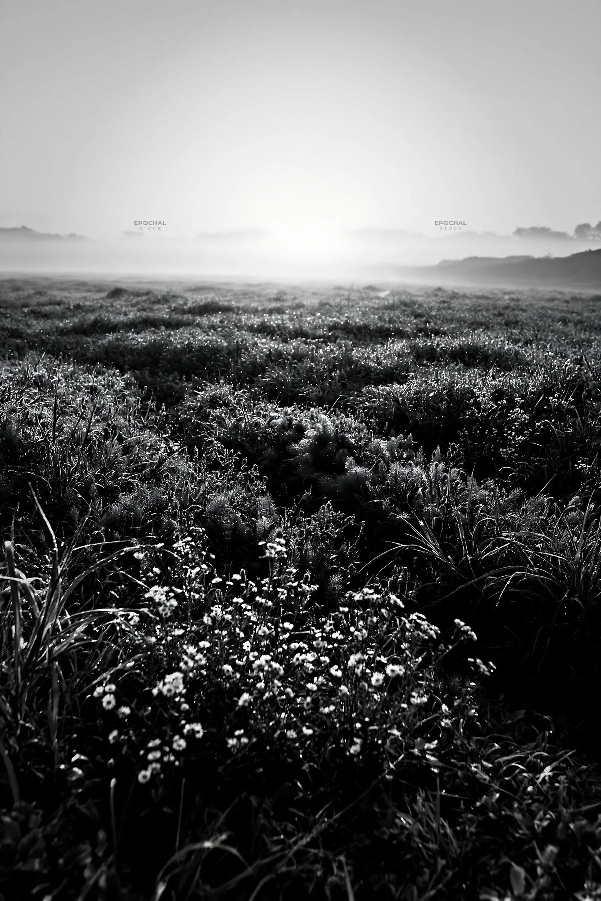 Dew-covered meadow in Niigata floodplain during morning light - AI-generated stock image