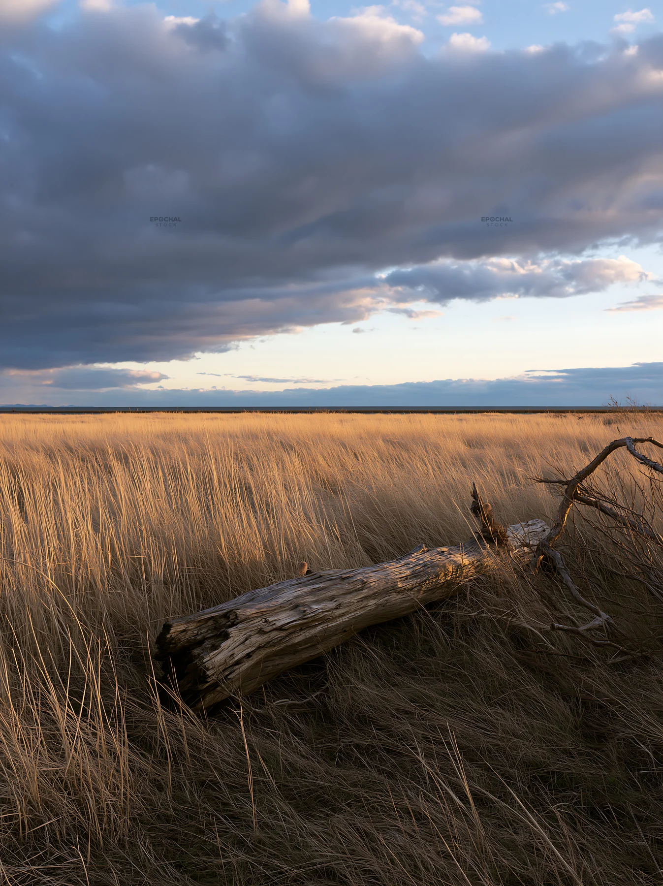 Driftwood in Ishikawa coastal meadow at sunset - AI-generated stock image