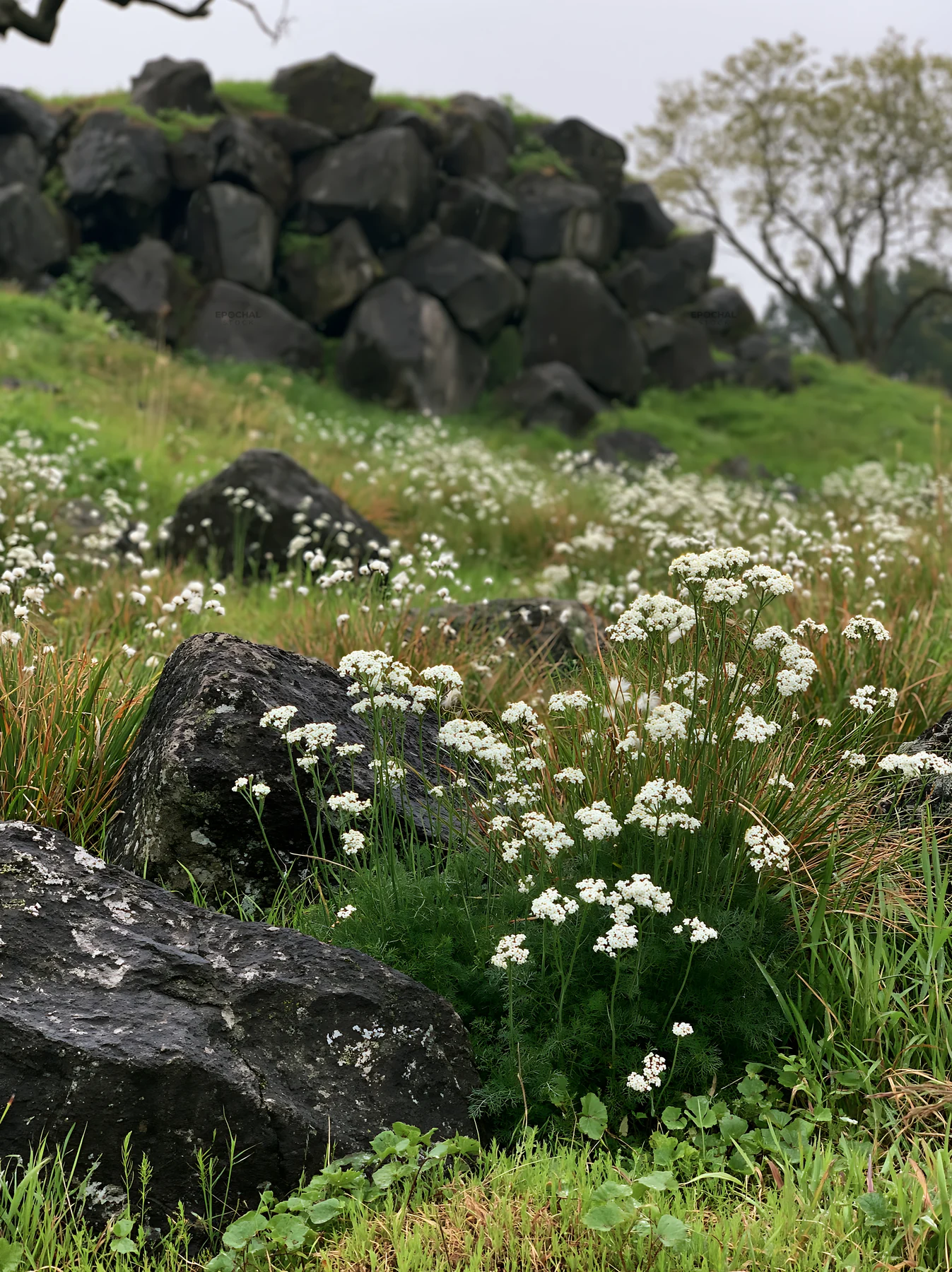 Aomori climate resilient meadow with boulder - AI-generated stock image