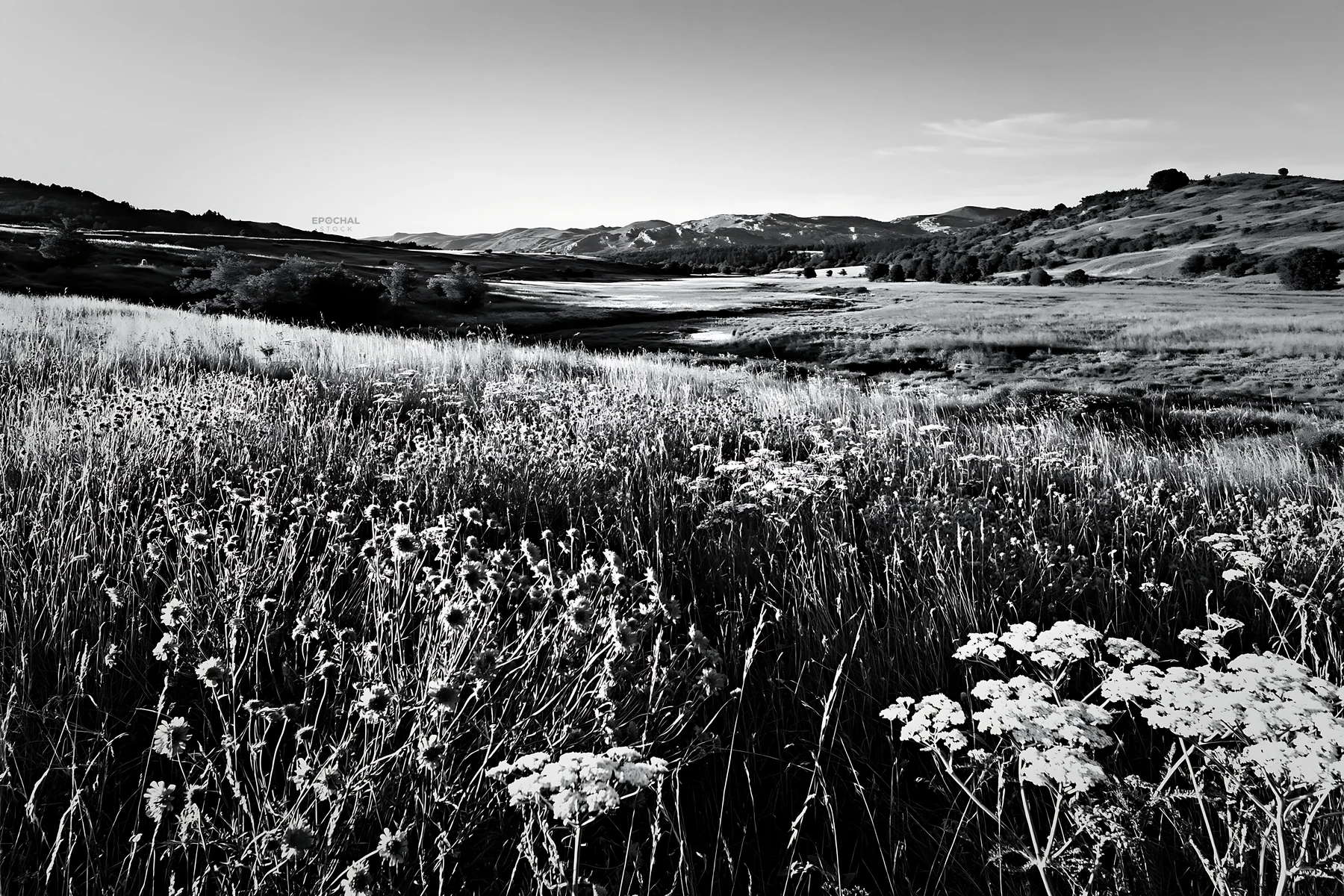 Sunny herb meadow beside a stream in black and white - AI-generated stock image