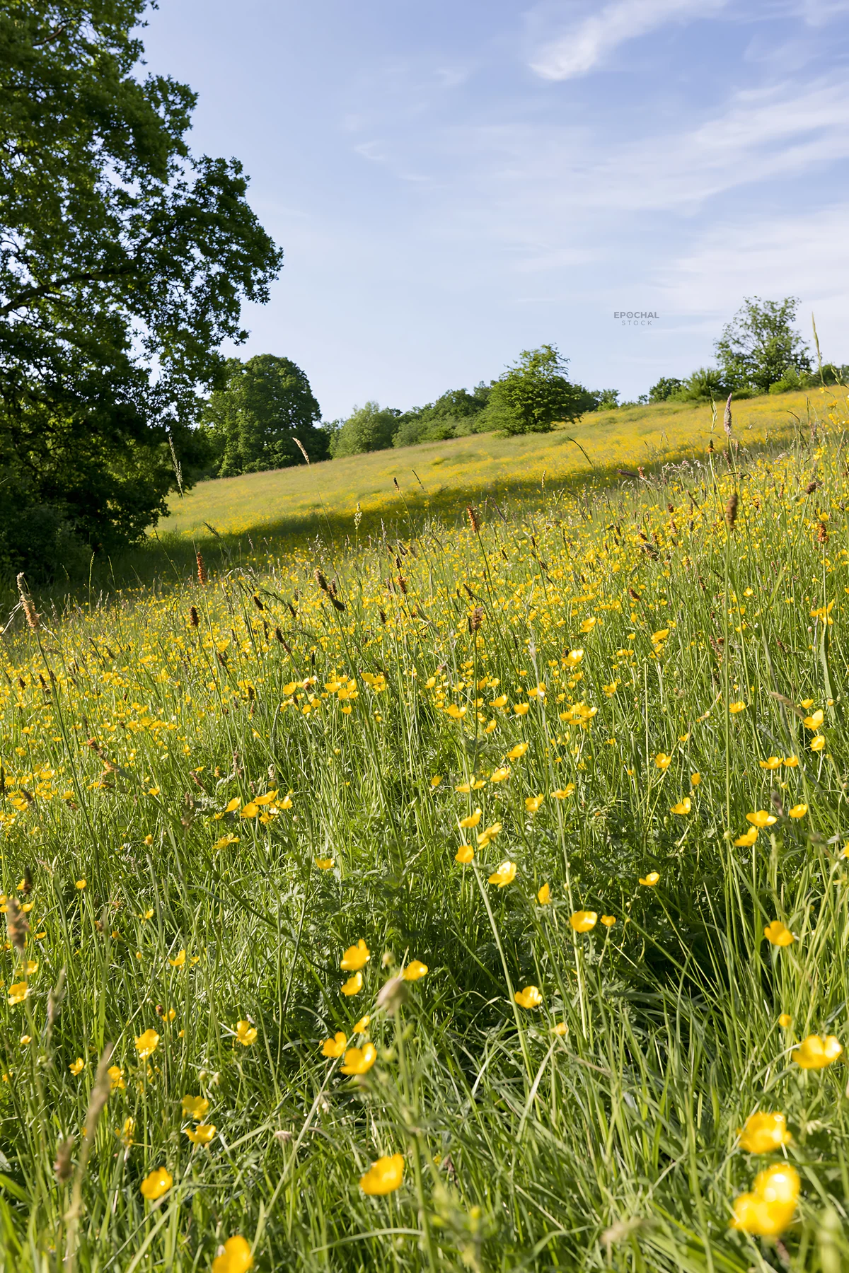 Sunlit flower meadow at woodland edge with yellow blossoms - AI-generated stock image
