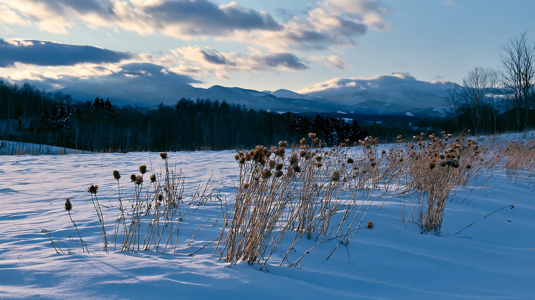 Snow covered Biei hills meadow with plants in winter - AI-generated stock image