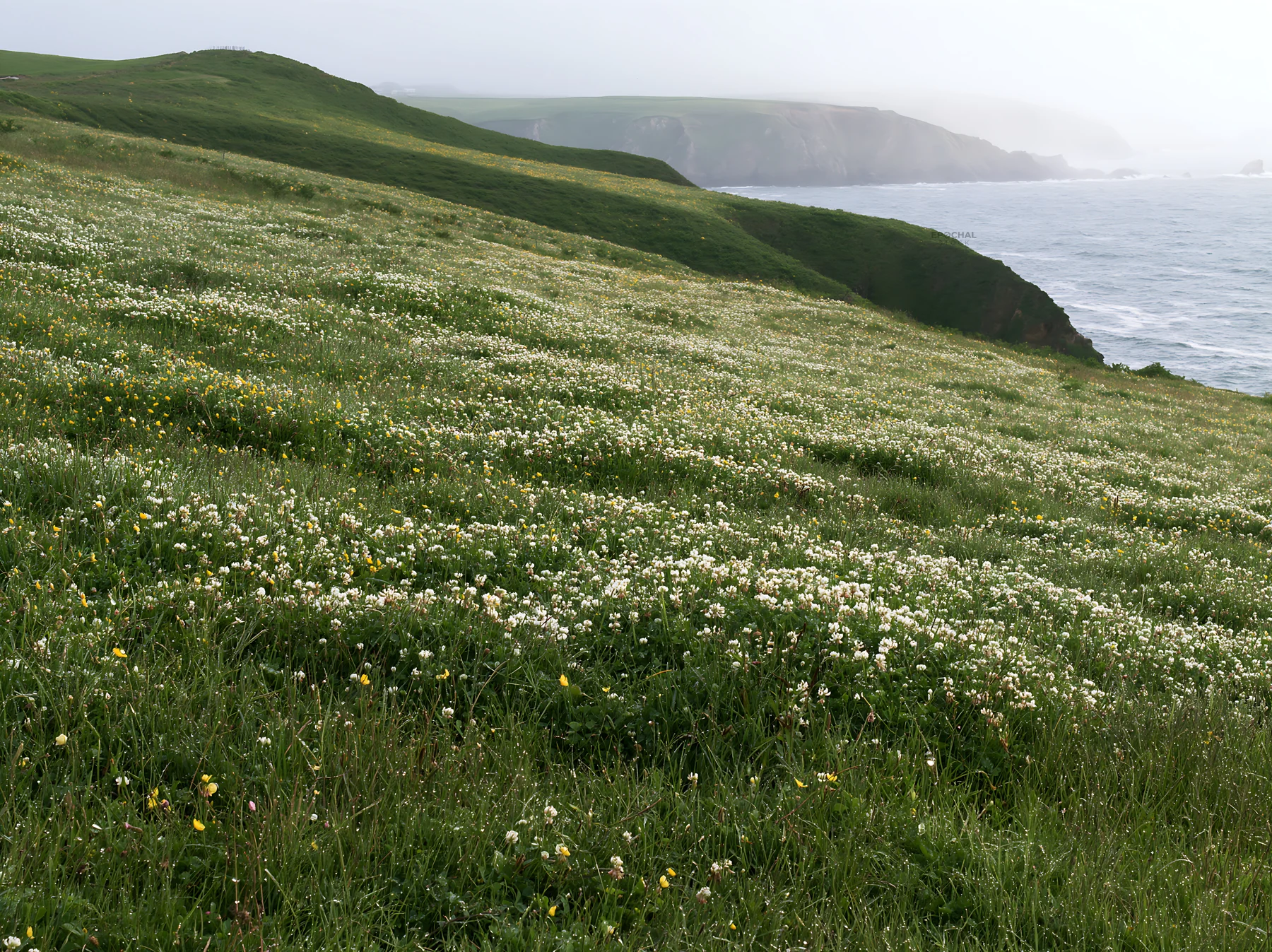 Coastal cliff meadow with flowers near the sea - AI-generated stock image