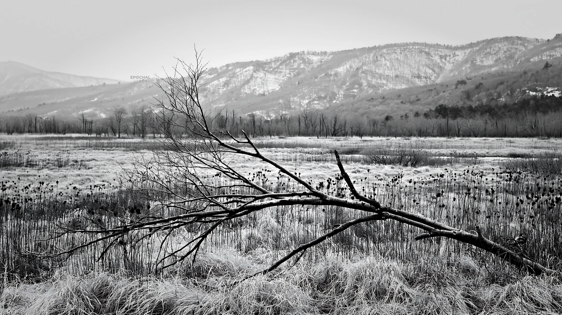 Black and white yamagata rewilded meadow with fallen branch in the foreground - AI-generated stock image