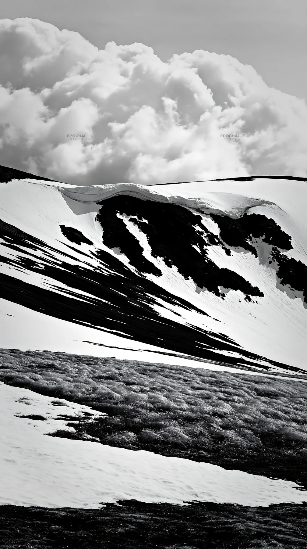 Black and white akita snowmelt meadow with silver grasses in spring - AI-generated stock image