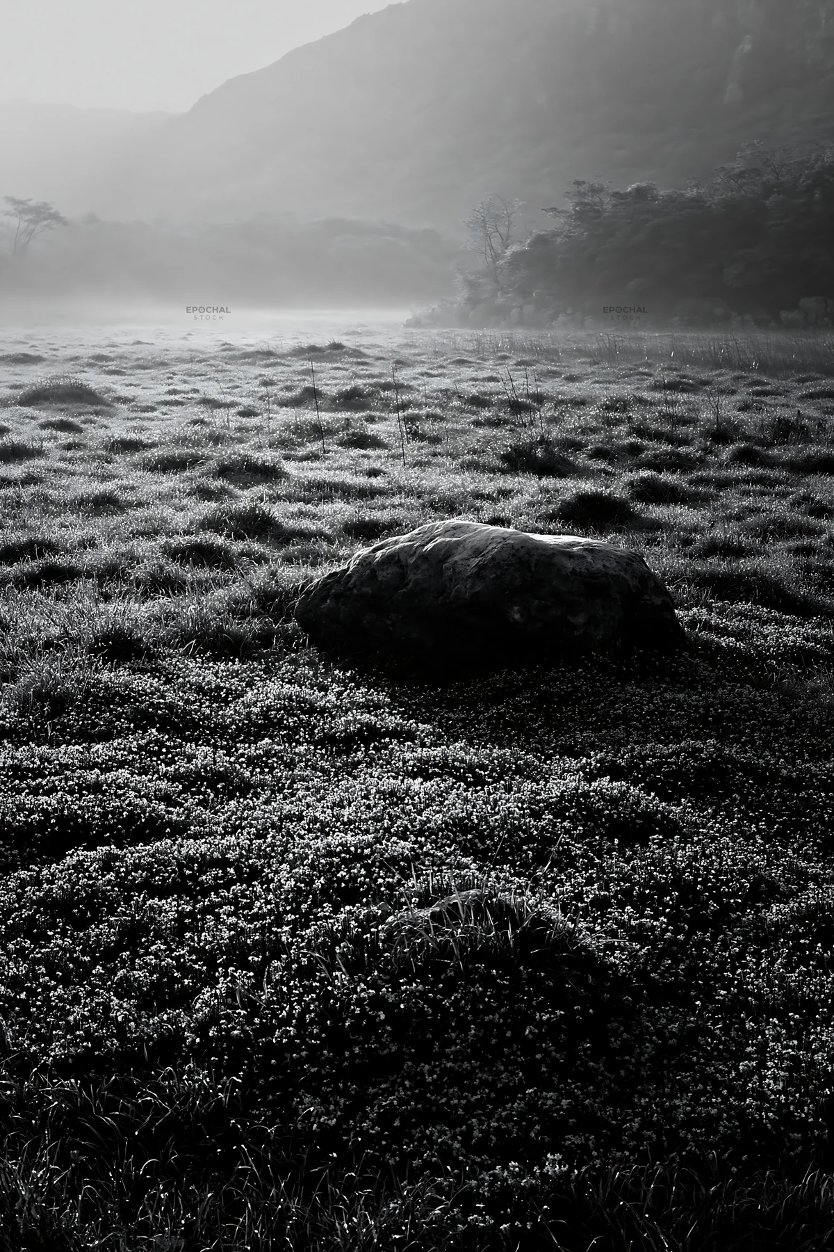 Black and white yamaguchi limestone meadow with pale boulder in early morning light - AI-generated stock image