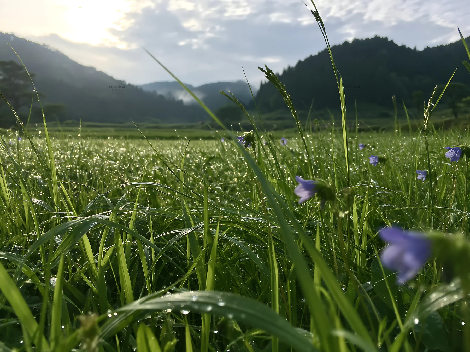 Fukui native grass meadow rain droplets are visible on the grass - AI-generated stock image