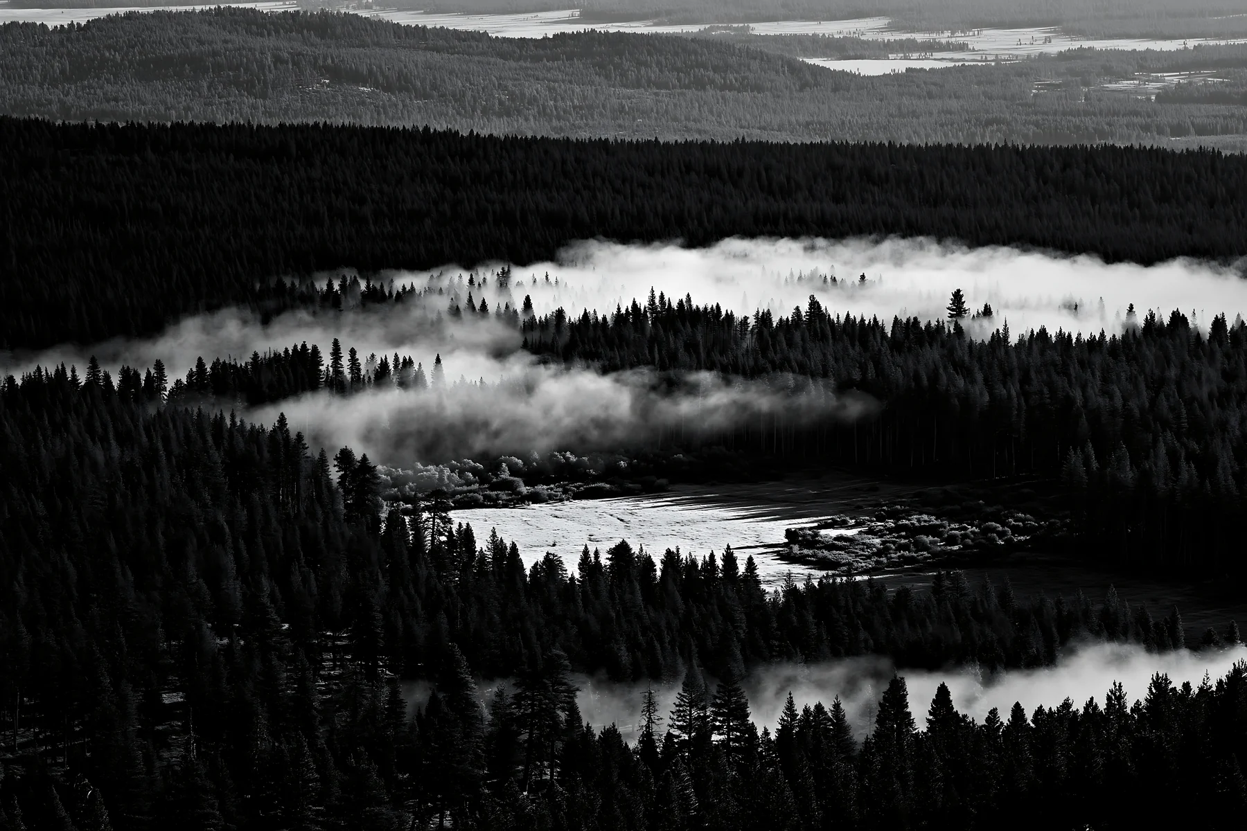 Pine forest meadow with fog during morning hours - AI-generated stock image