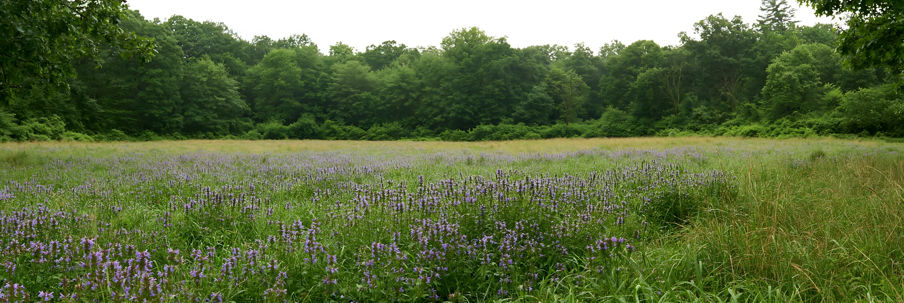 Meadow flower border with woodland background space - AI-generated stock image
