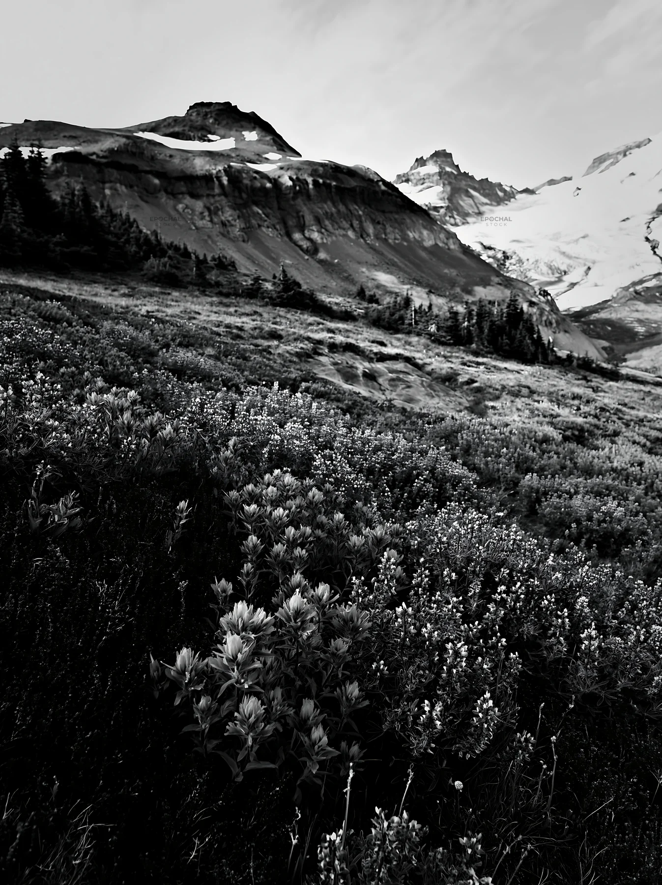 Mount Rainier meadow with lupine flowers in black and white - AI-generated stock image