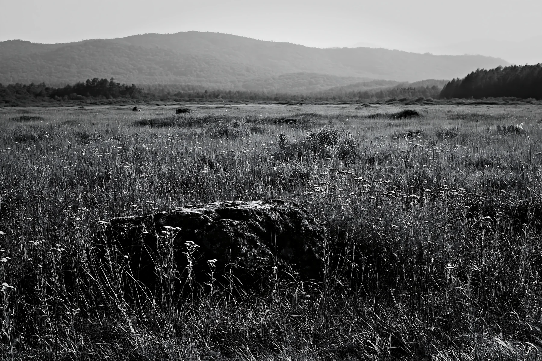 Nagano meadow with granite boulder in drought conditions - AI-generated stock image