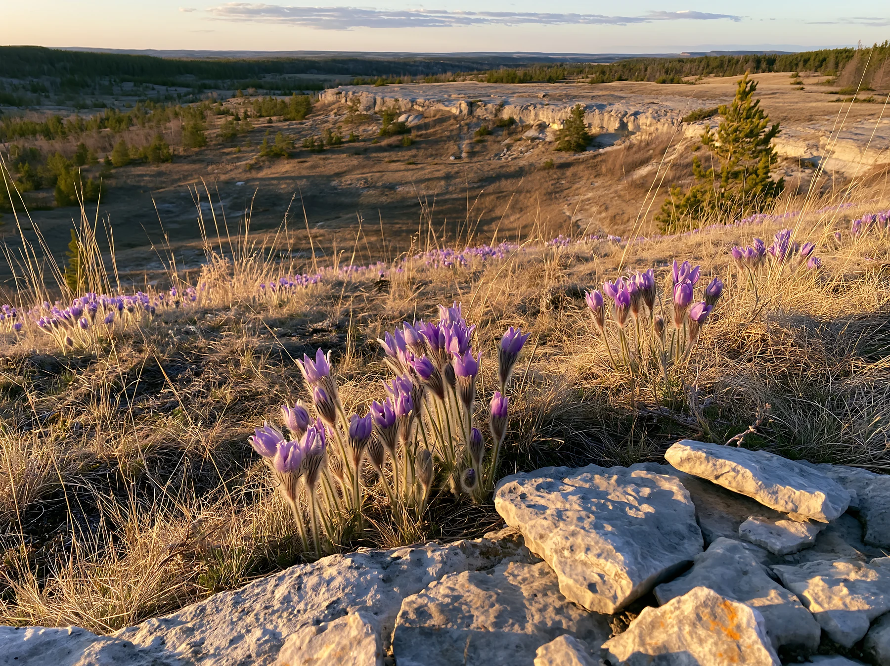 Sunny flowering limestone meadow with purple flowers - AI-generated stock image
